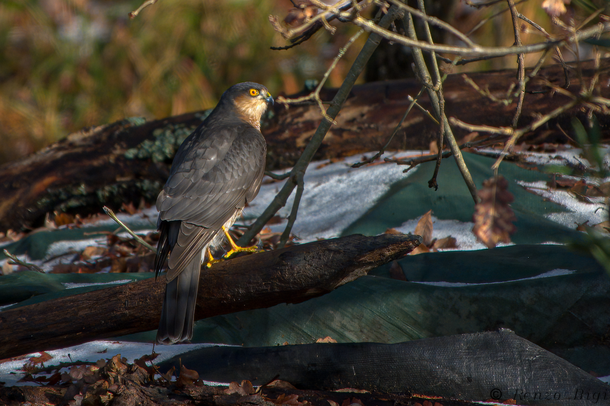 Sparrowhawk