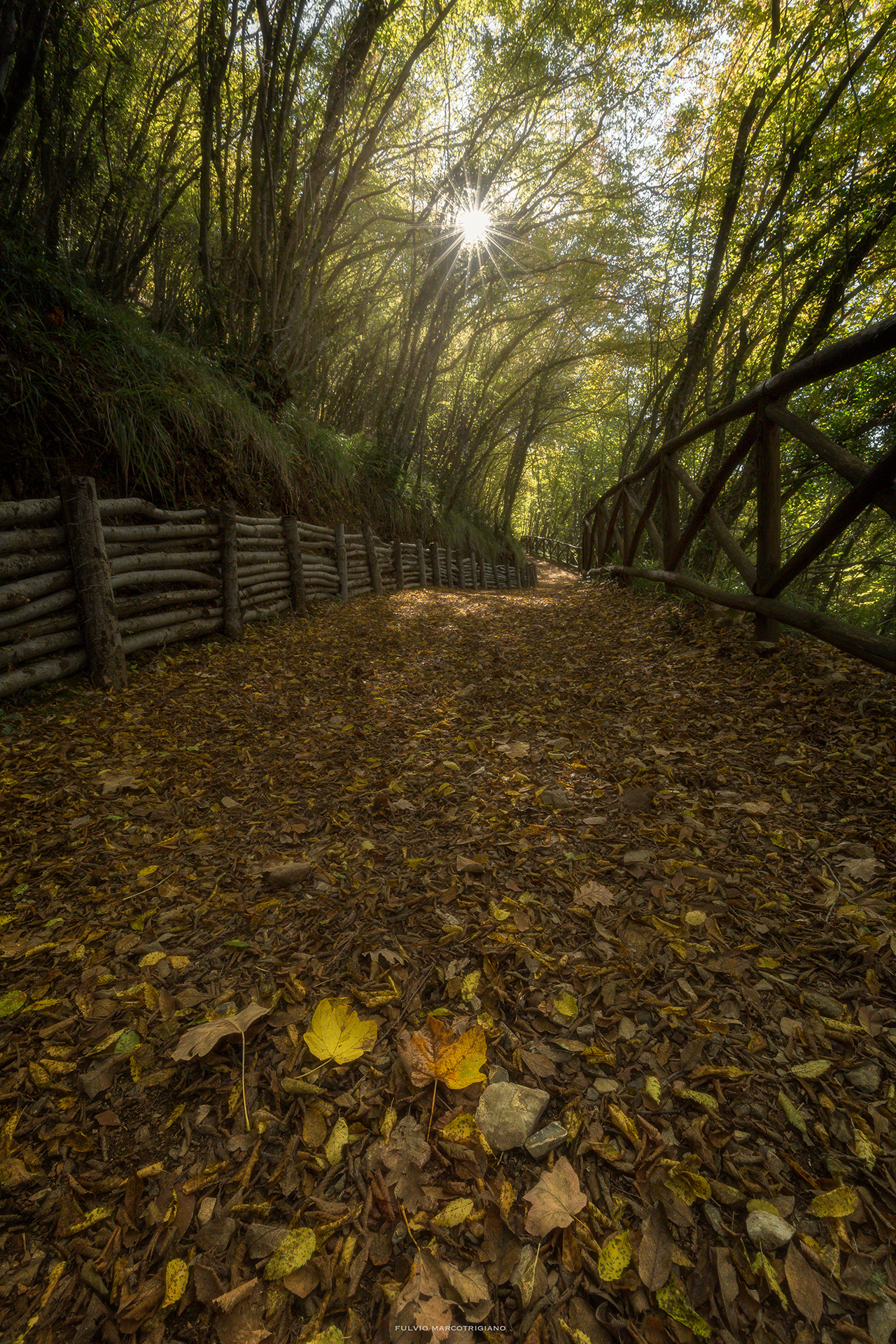 Il sentiero nel bosco