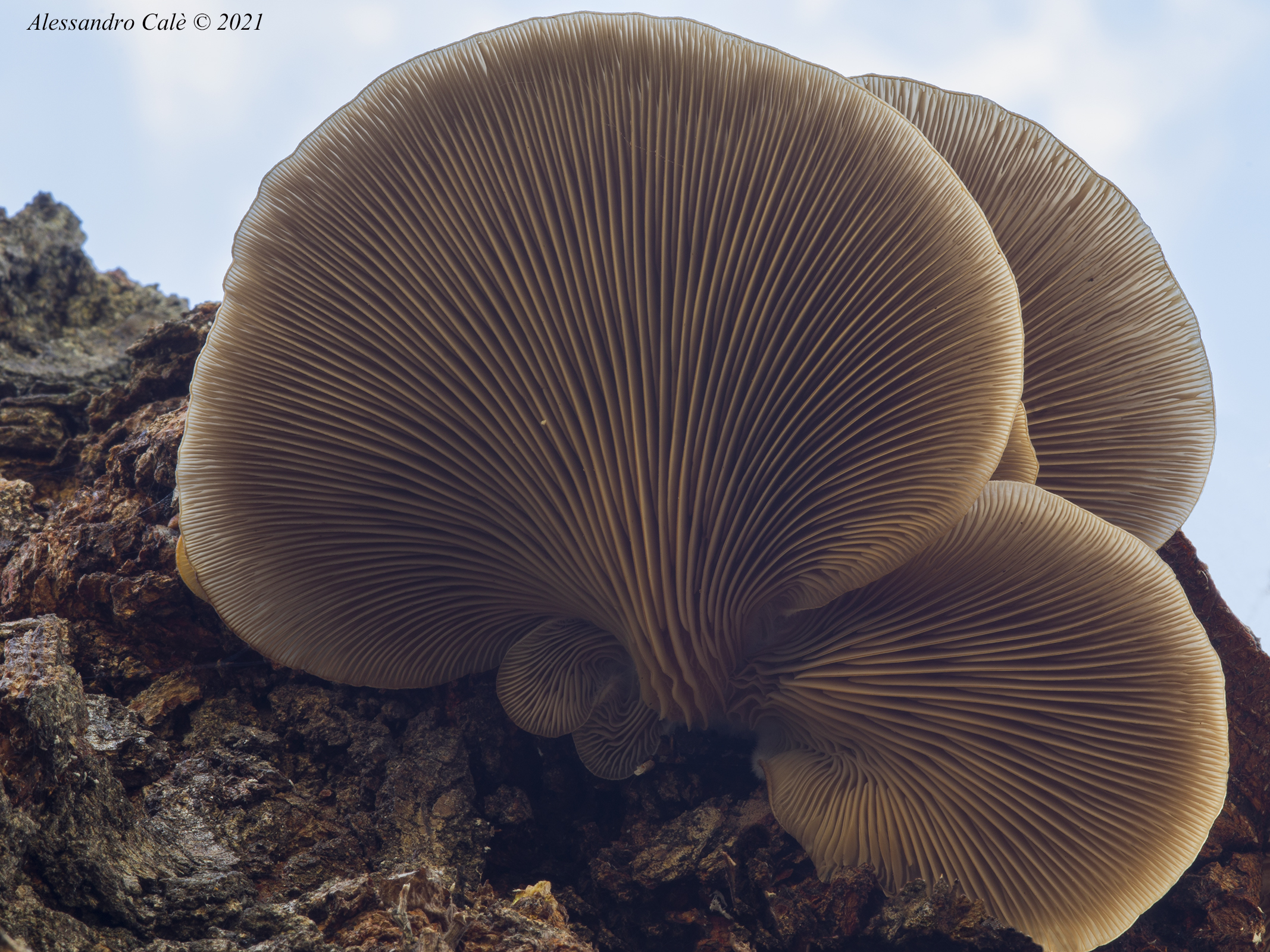 pleurotus ostreatus 7705