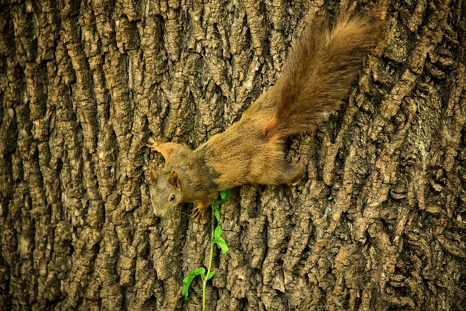 Jhonny lo scoiattolo