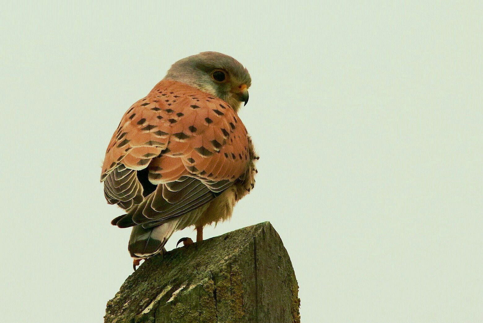 Kestrel