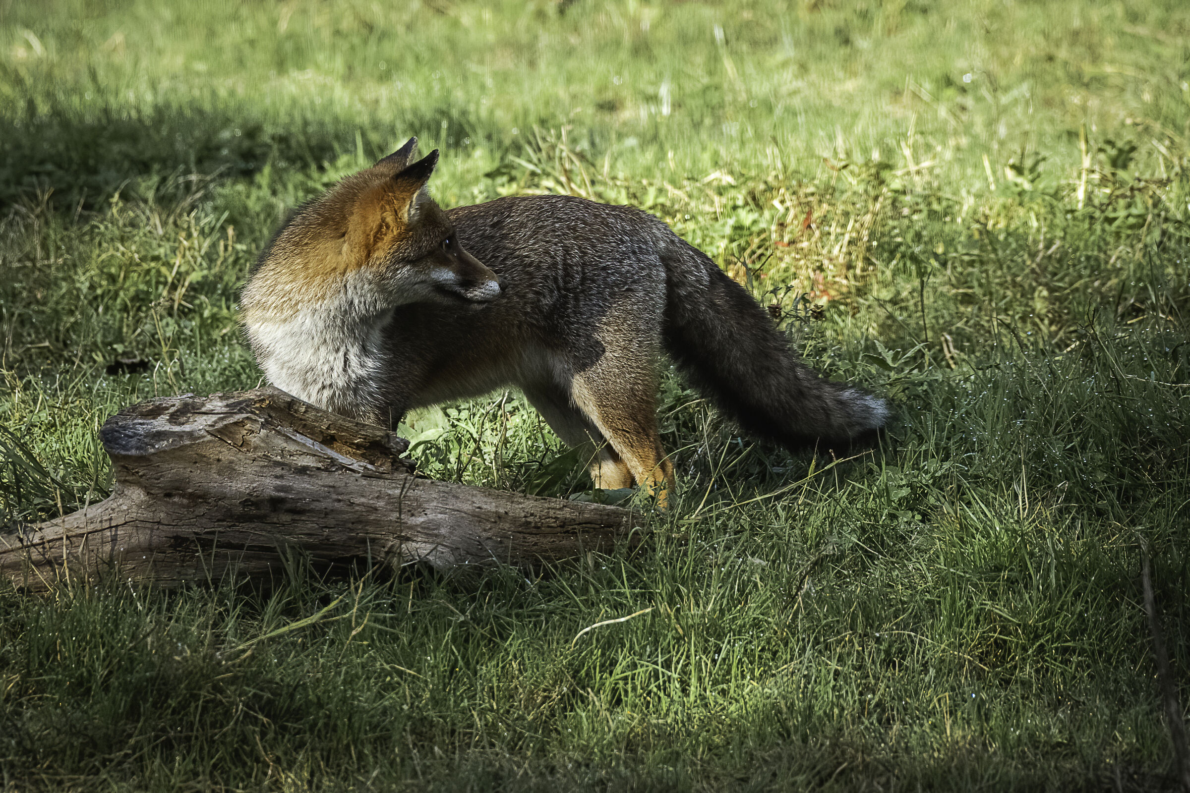 Guardarsi alle spalle