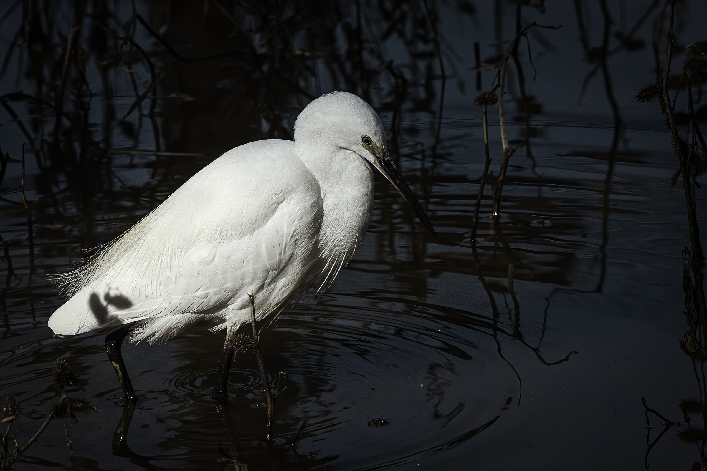 Passeggiando nello stagno