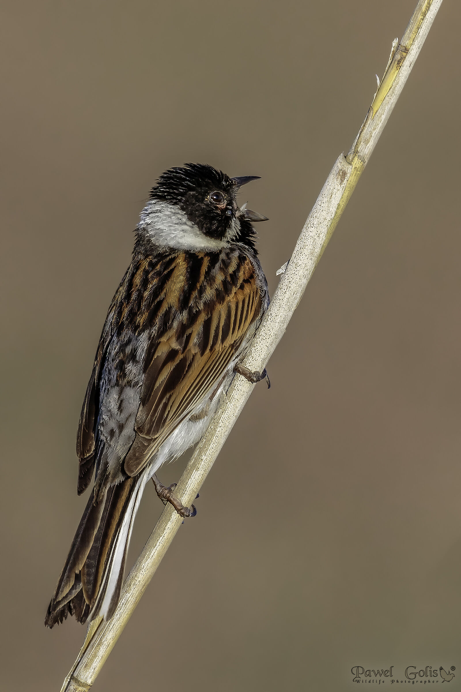 Common reed bunting (Emberiza schoeniclus)