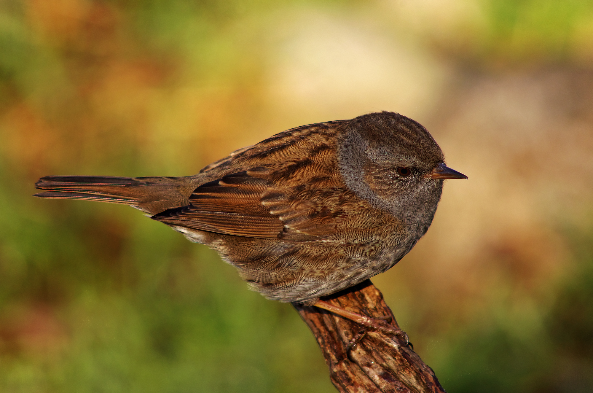 Passera scopaiola
