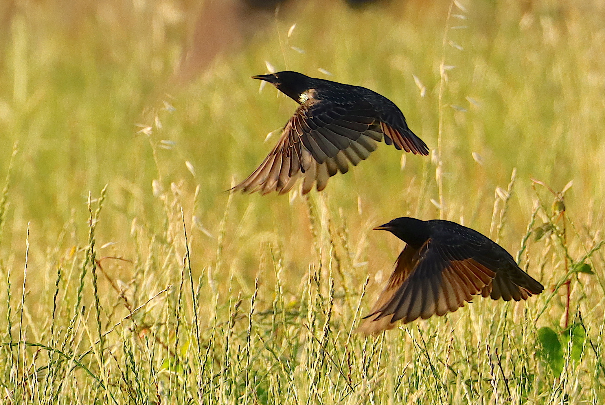 volo sincronizzato