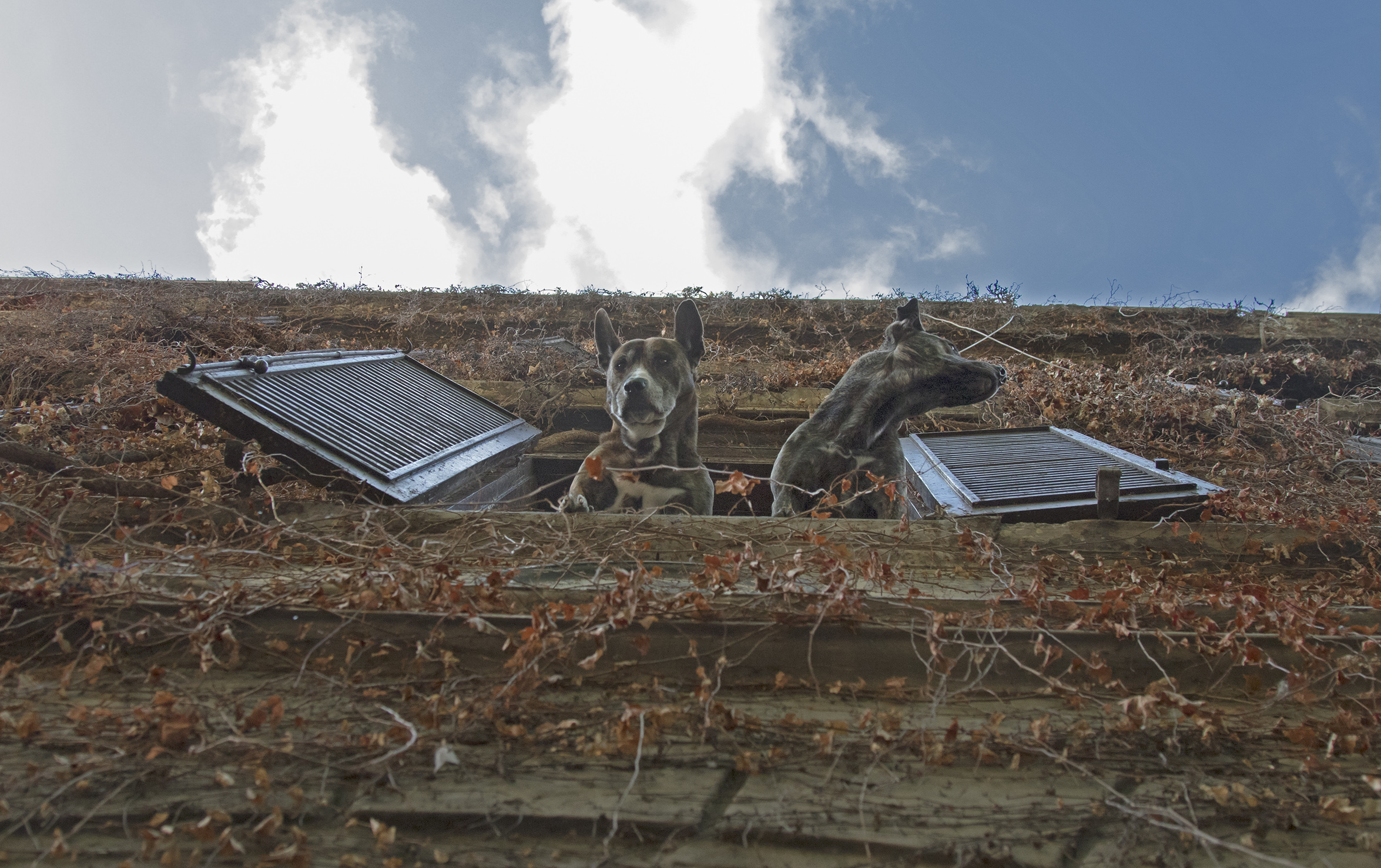 Rome, the vigilantes of Via Urbana