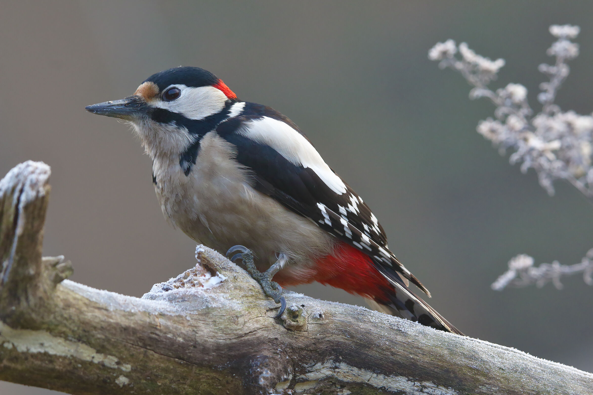 che gelida mattina....