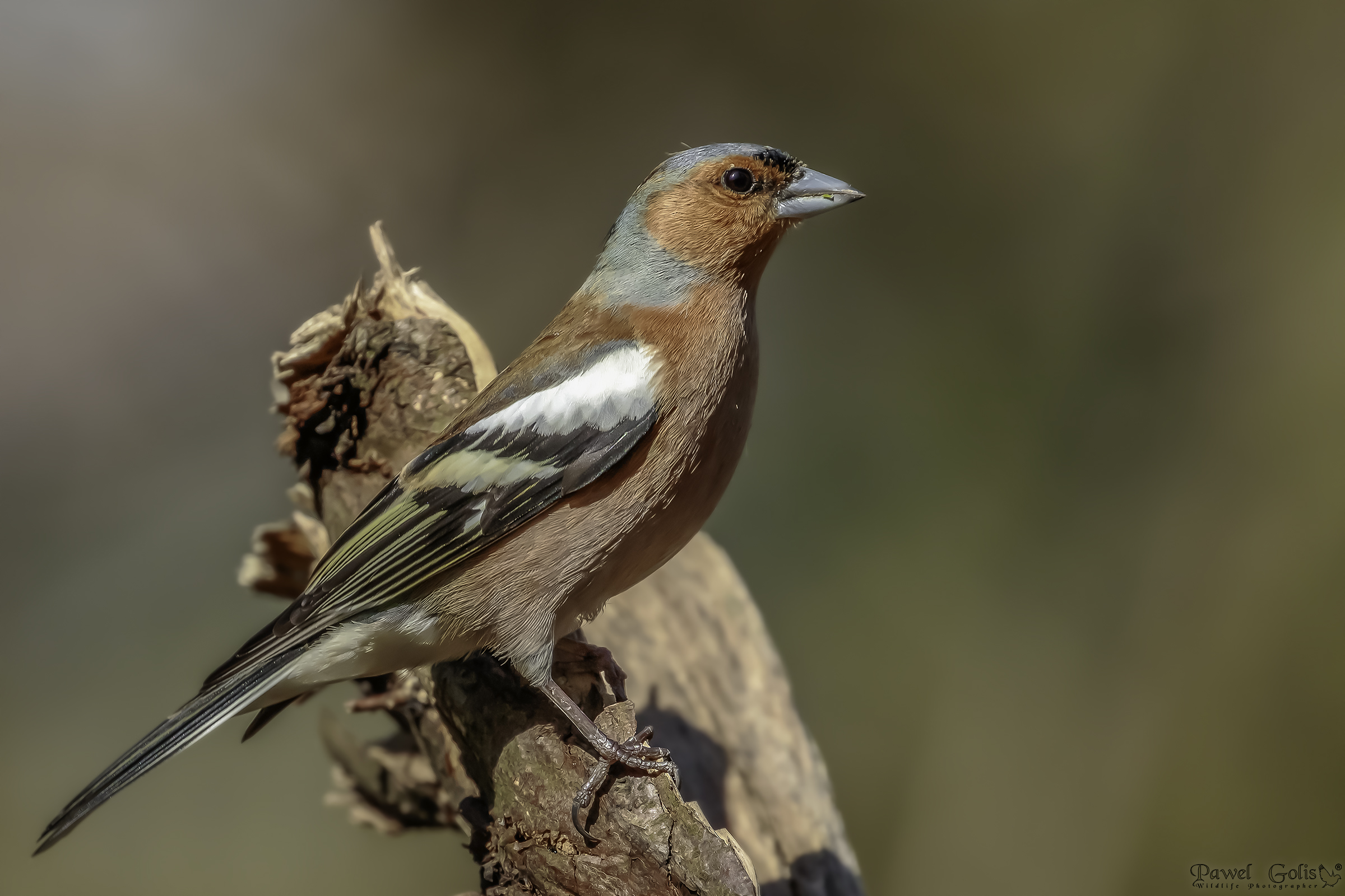 Chaffinch comune (Fringilla coelebs)