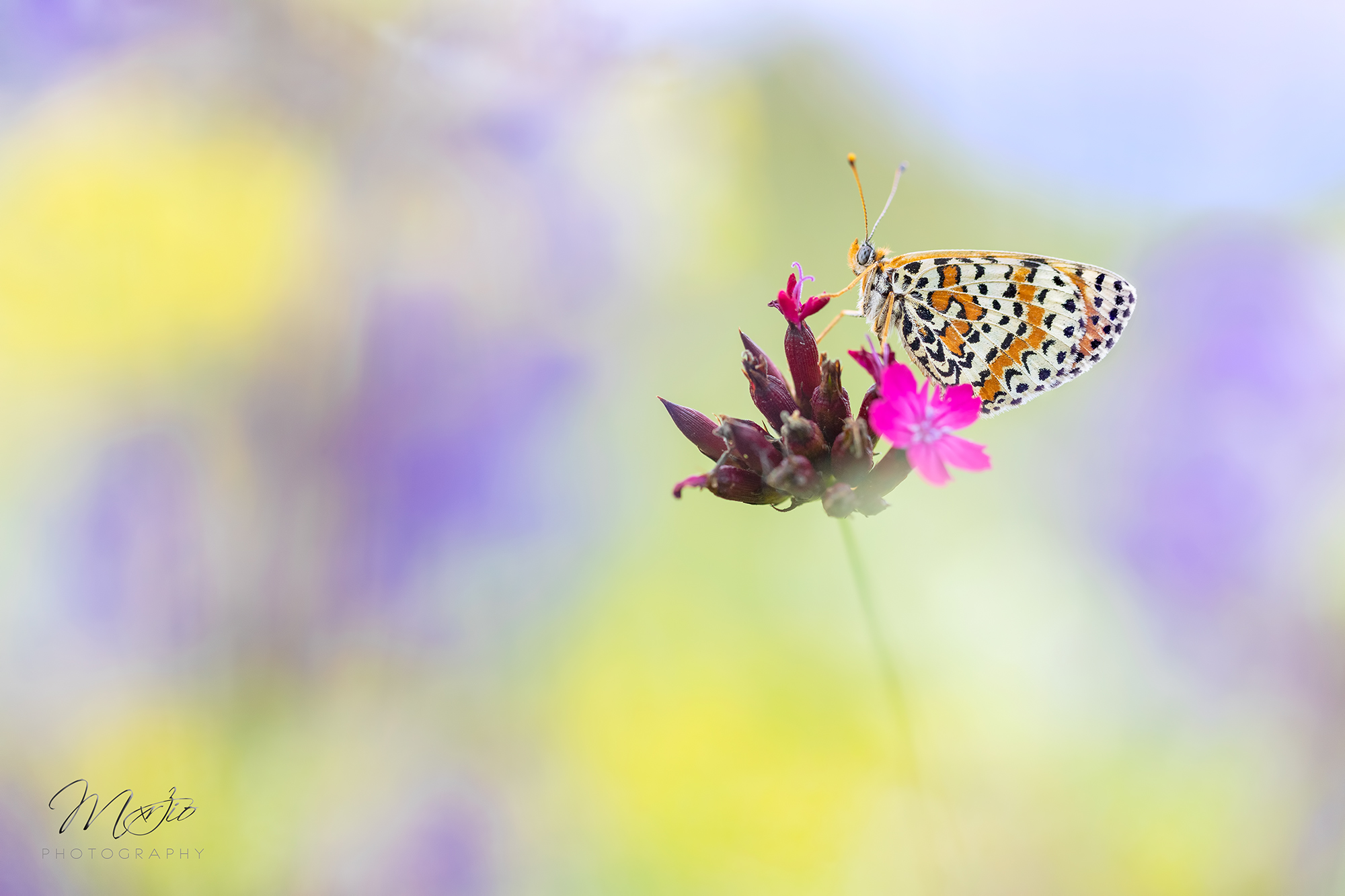 Melitaea on Dianthus