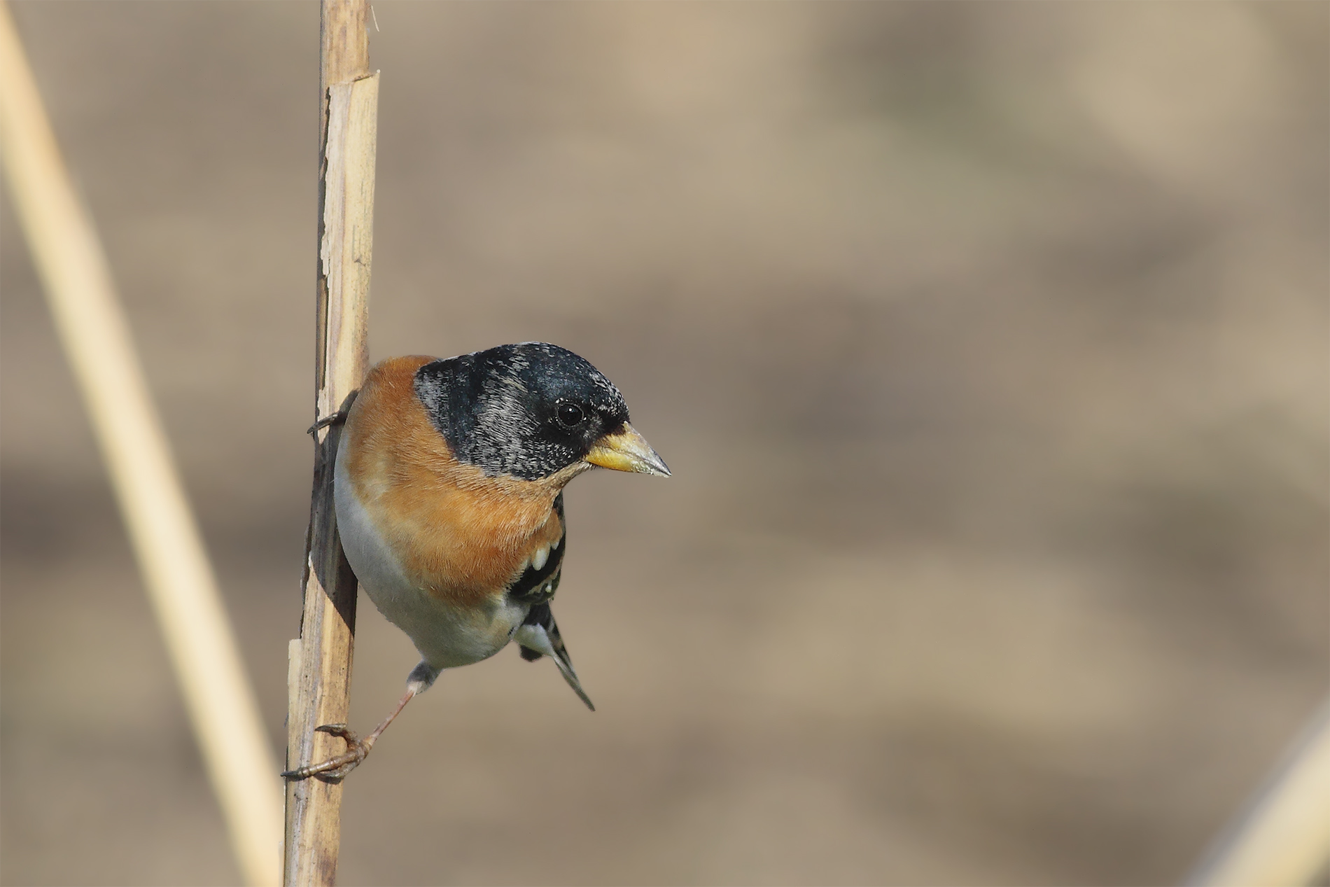 Brambling (male)