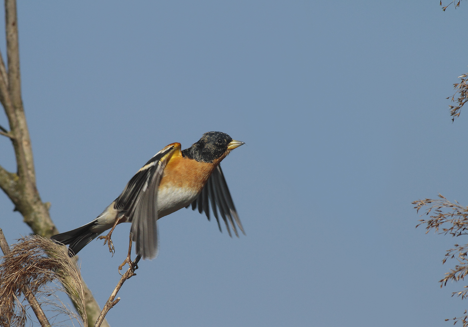Brambling (male)