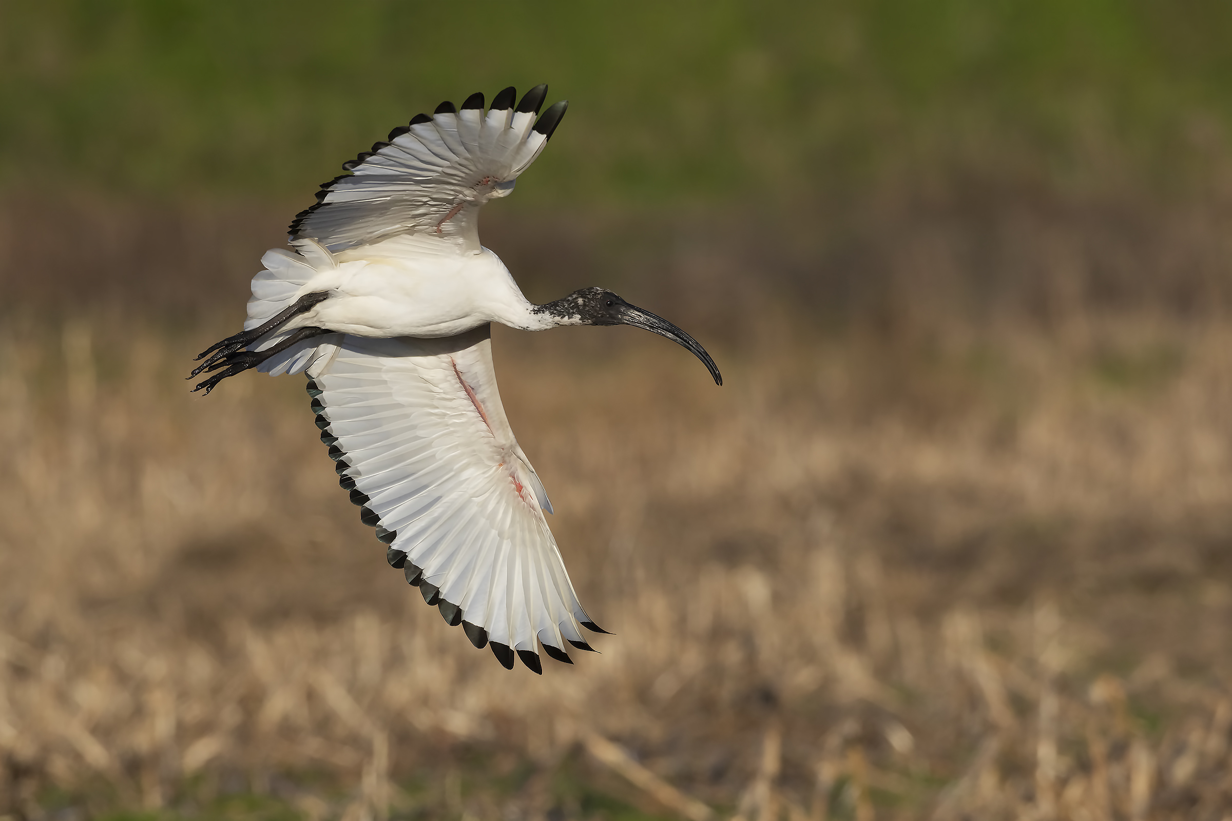 The turn of the sacred Ibis