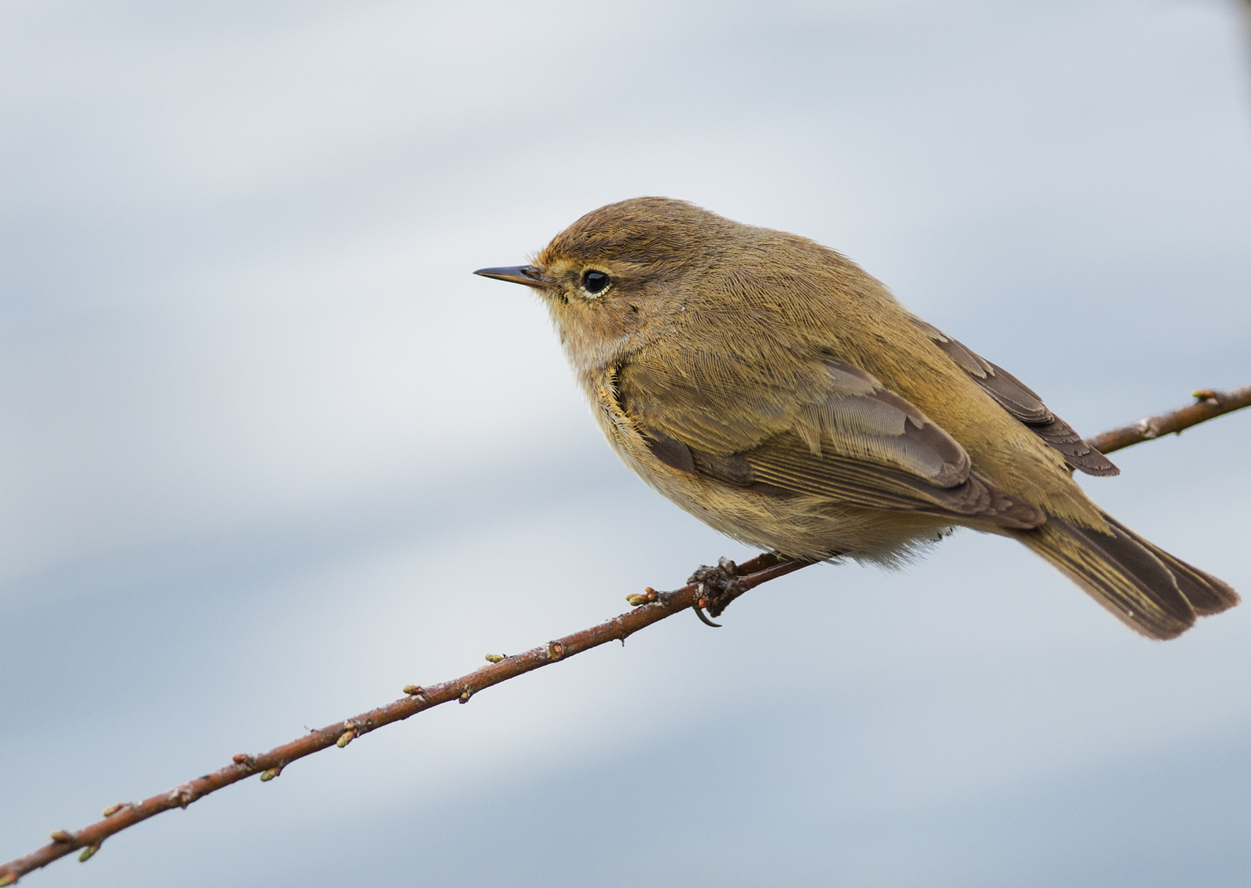 Chiffchaff 2