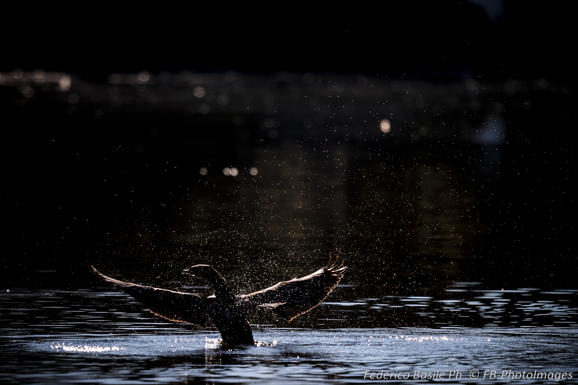 Black Heron Takeoff 1