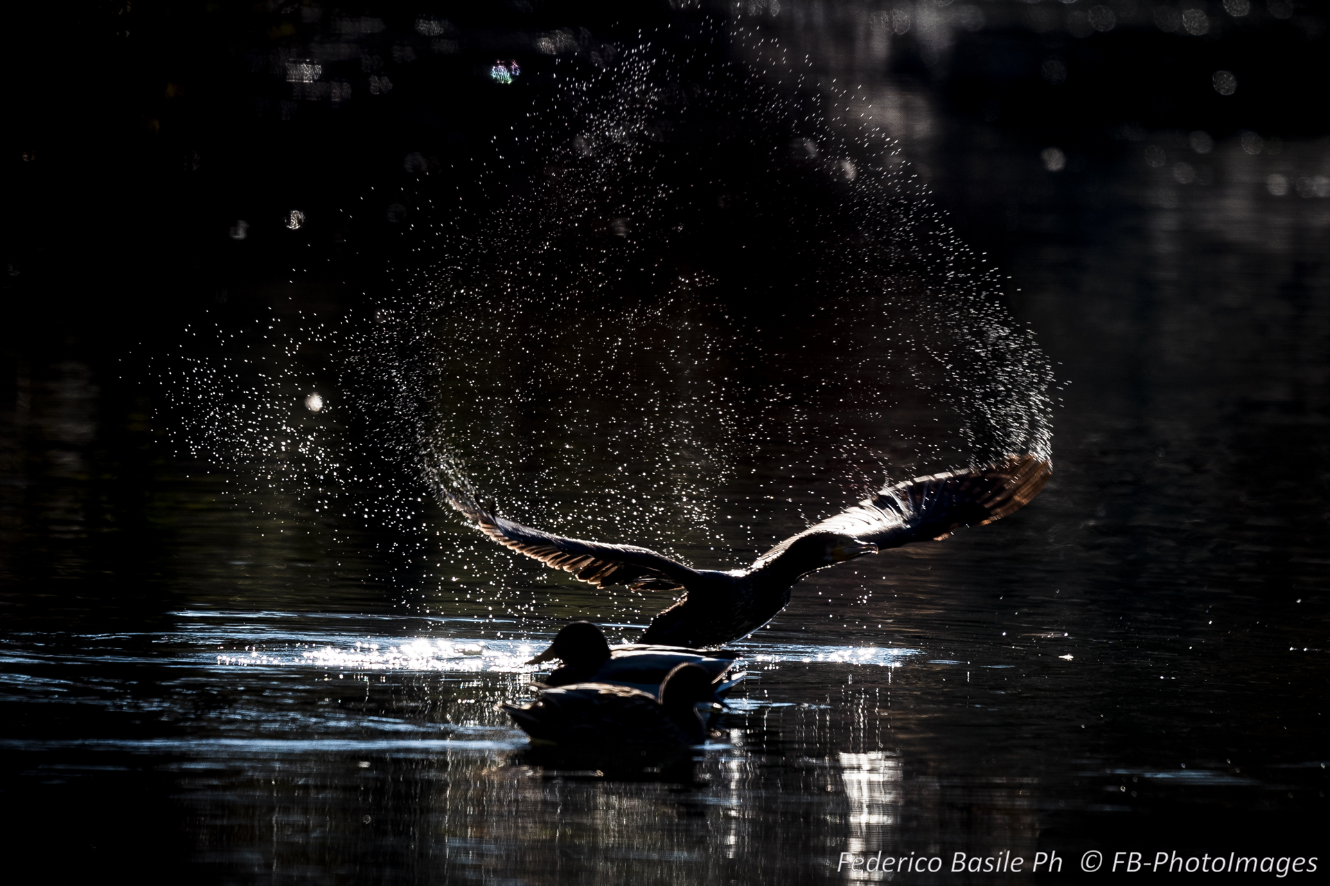 Black heron take-off 2