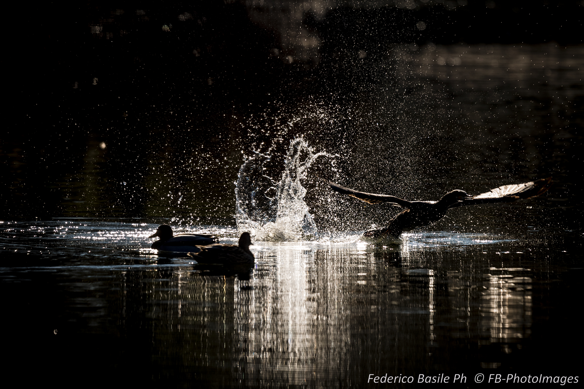 Black Heron Takeoff 3