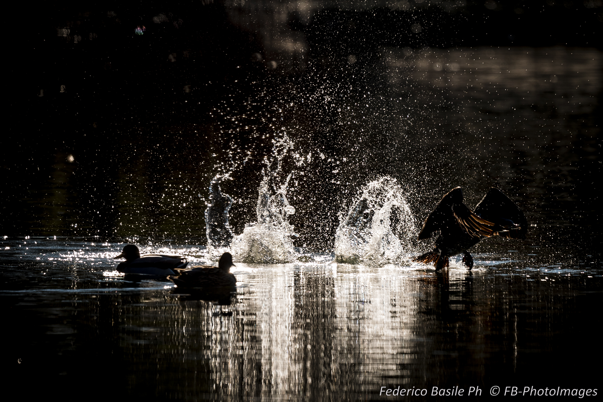 Black heron take-off 4