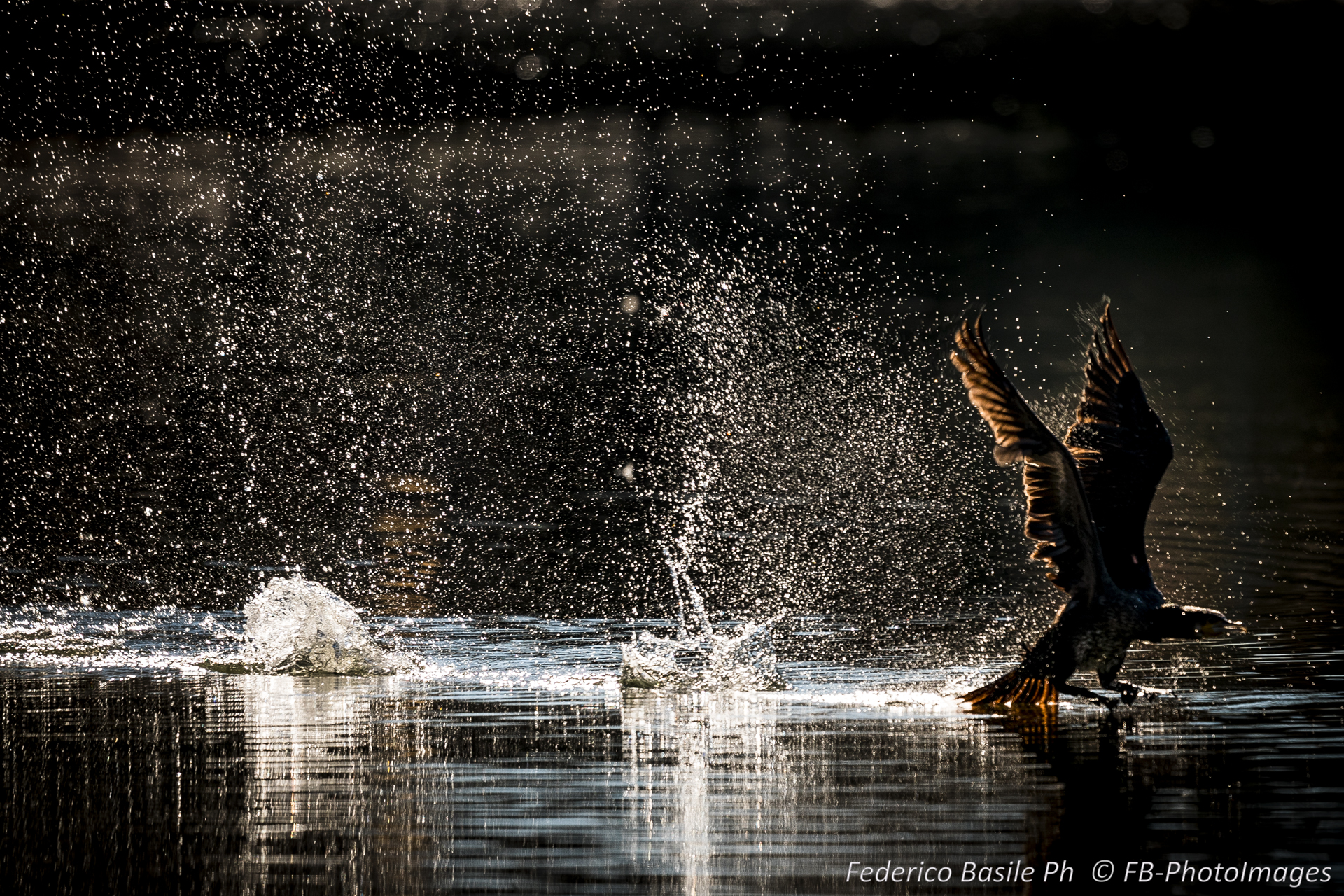 Black heron take-off 5