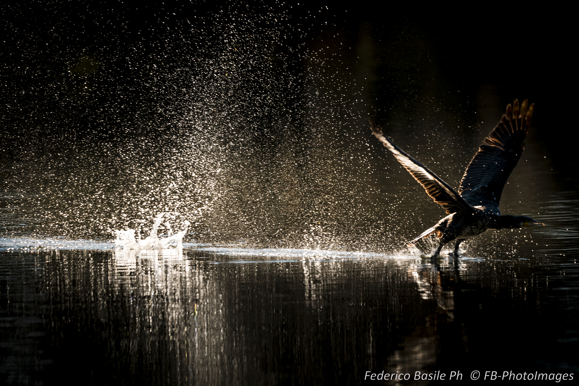 Black Heron Takeoff 6