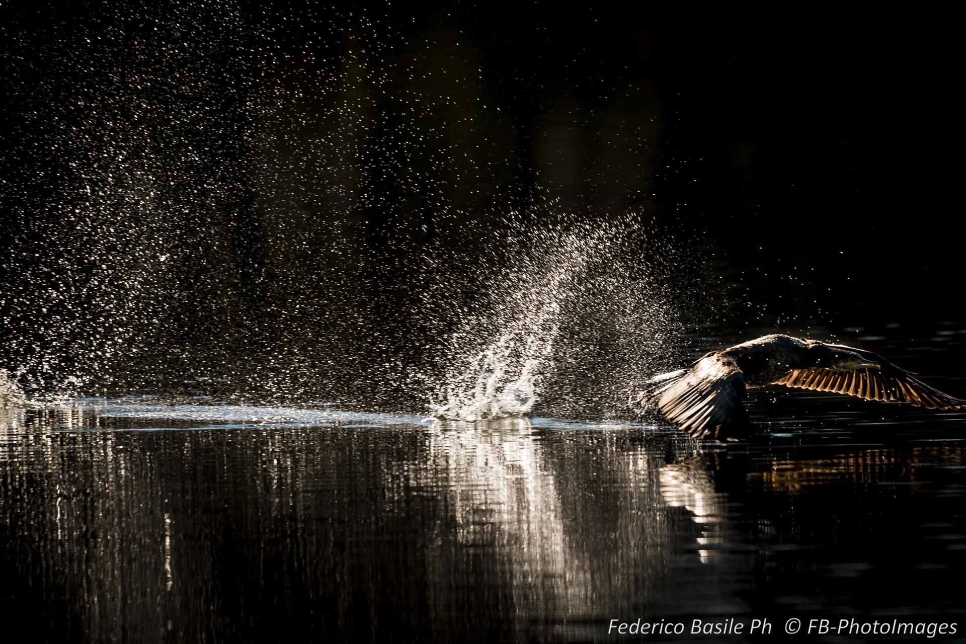 Black heron take-off 7