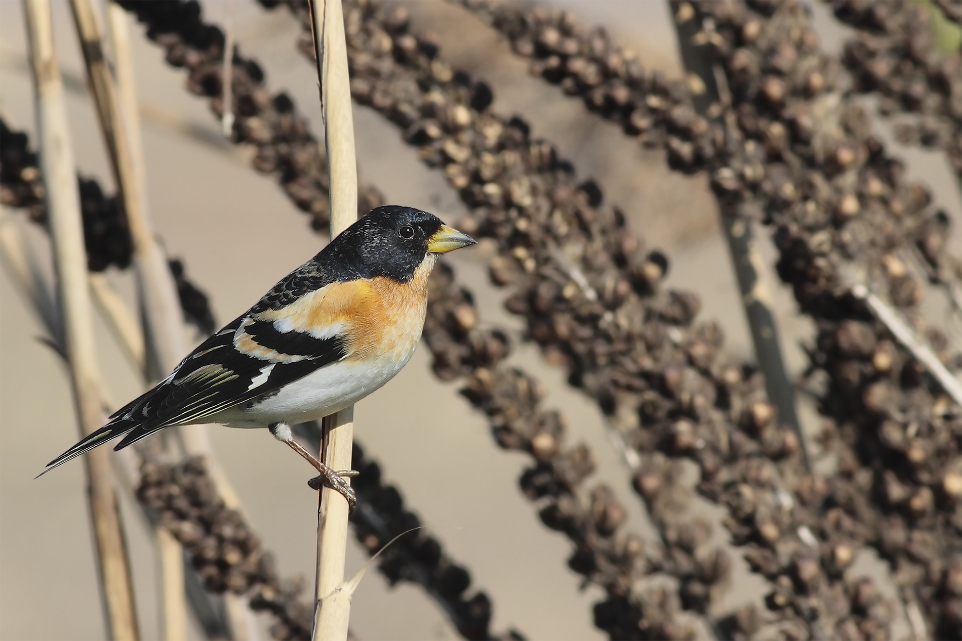 Brambling (male)