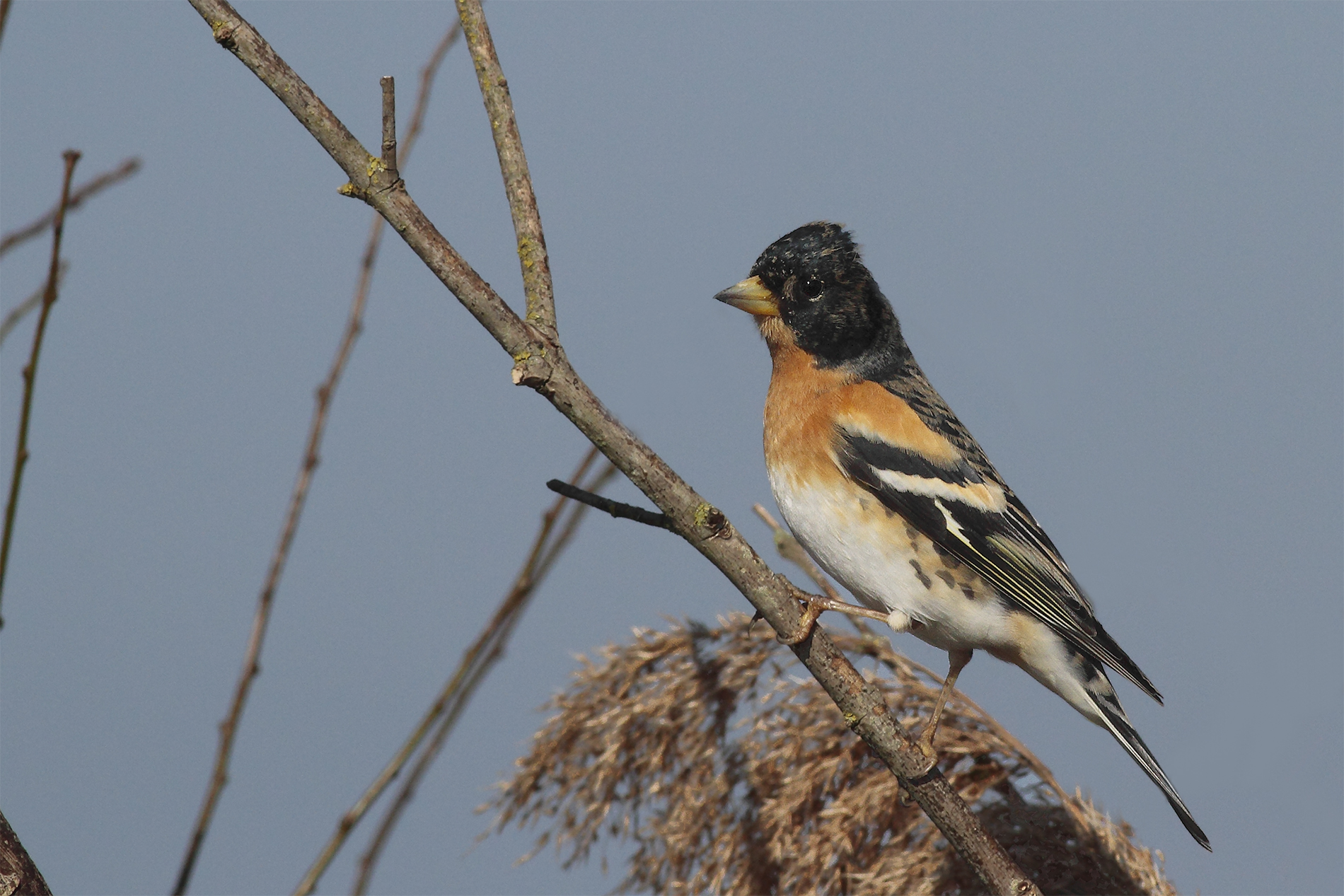 Brambling (male)