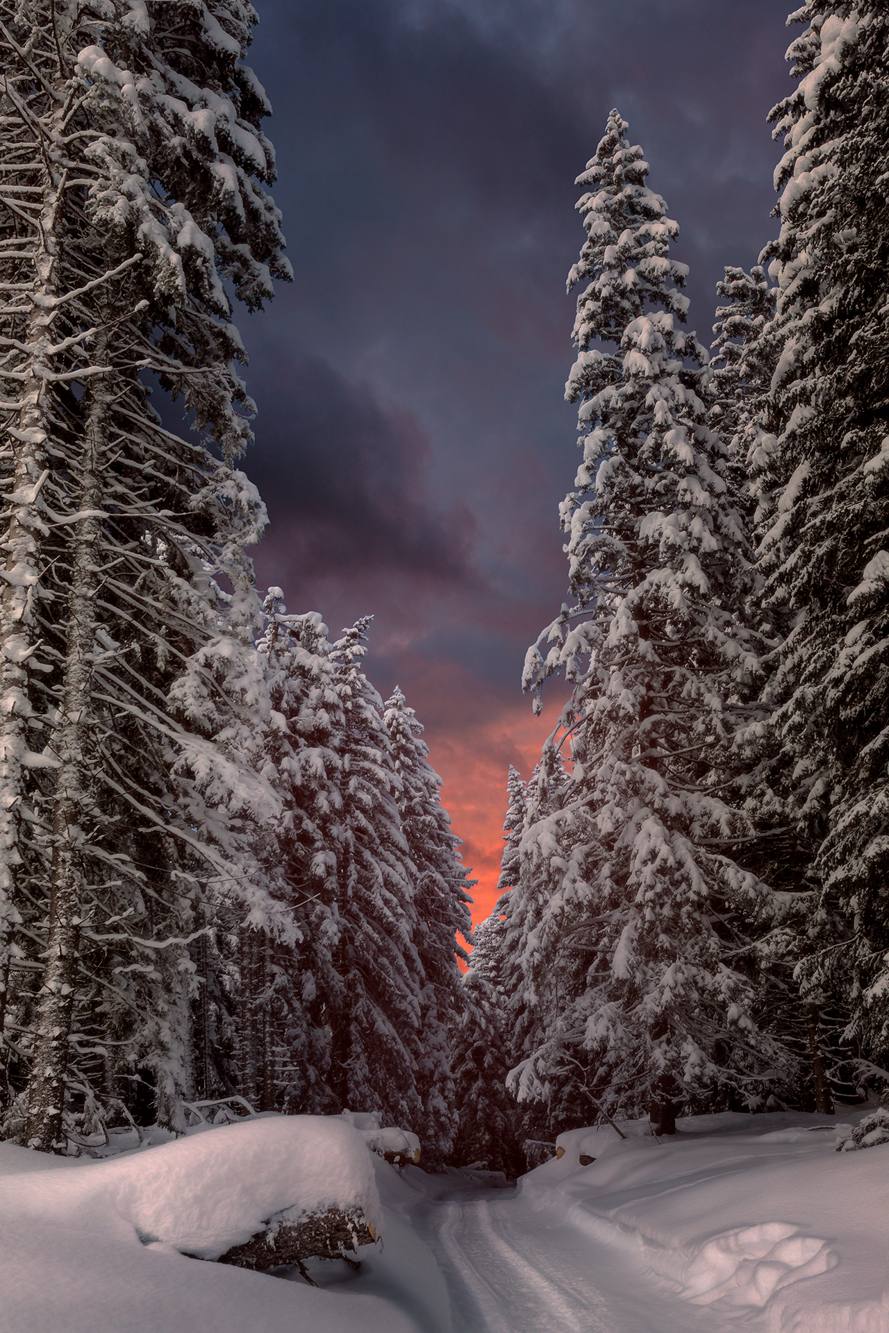 Digola wood at sunset