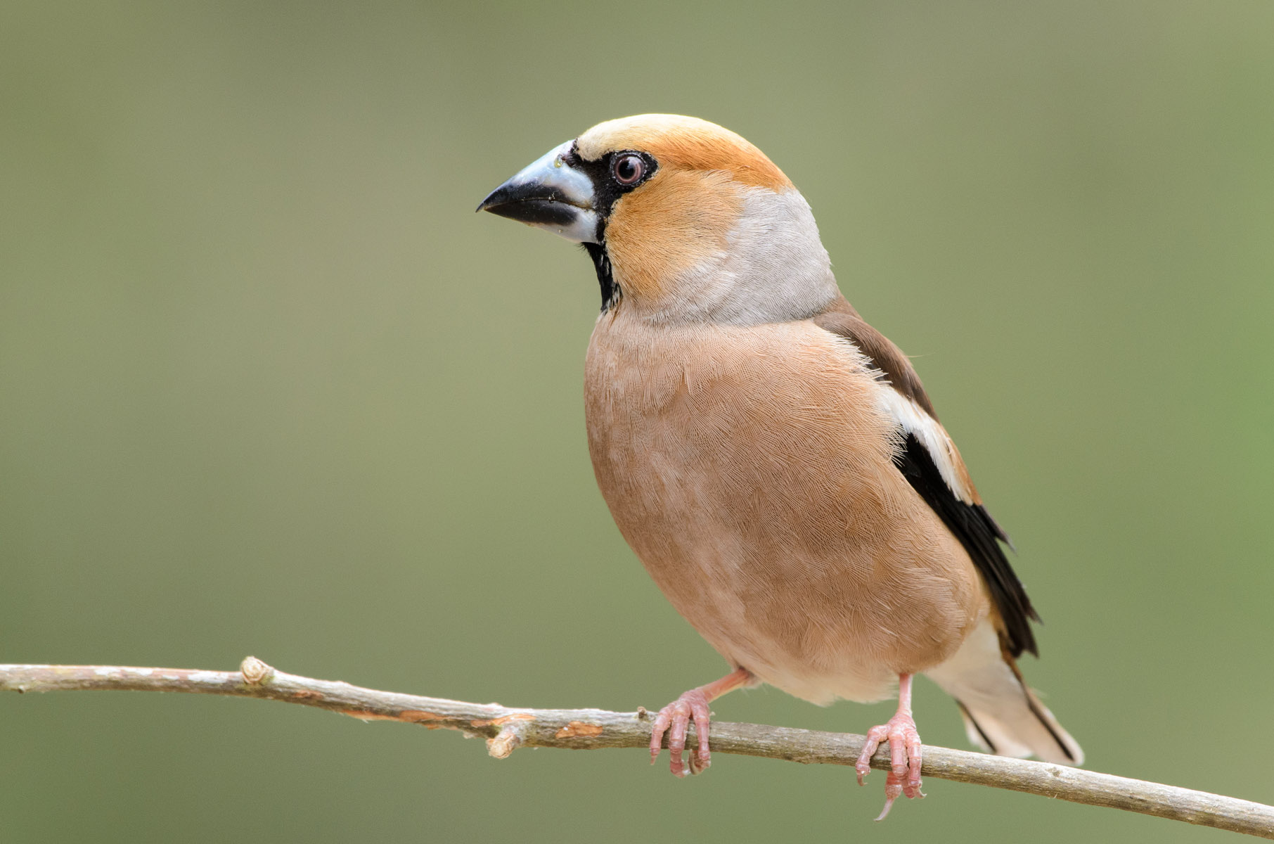 Hawfinch
