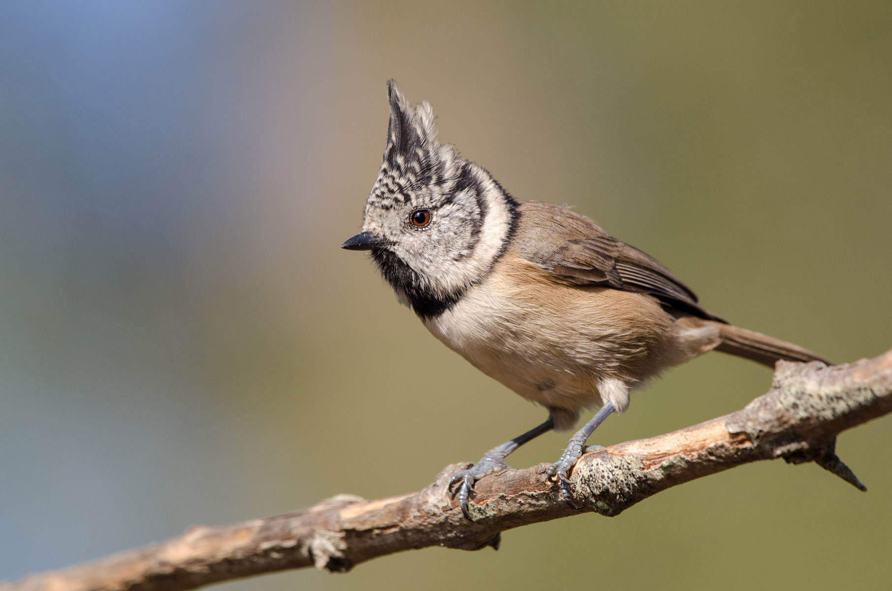 Tetta crestata