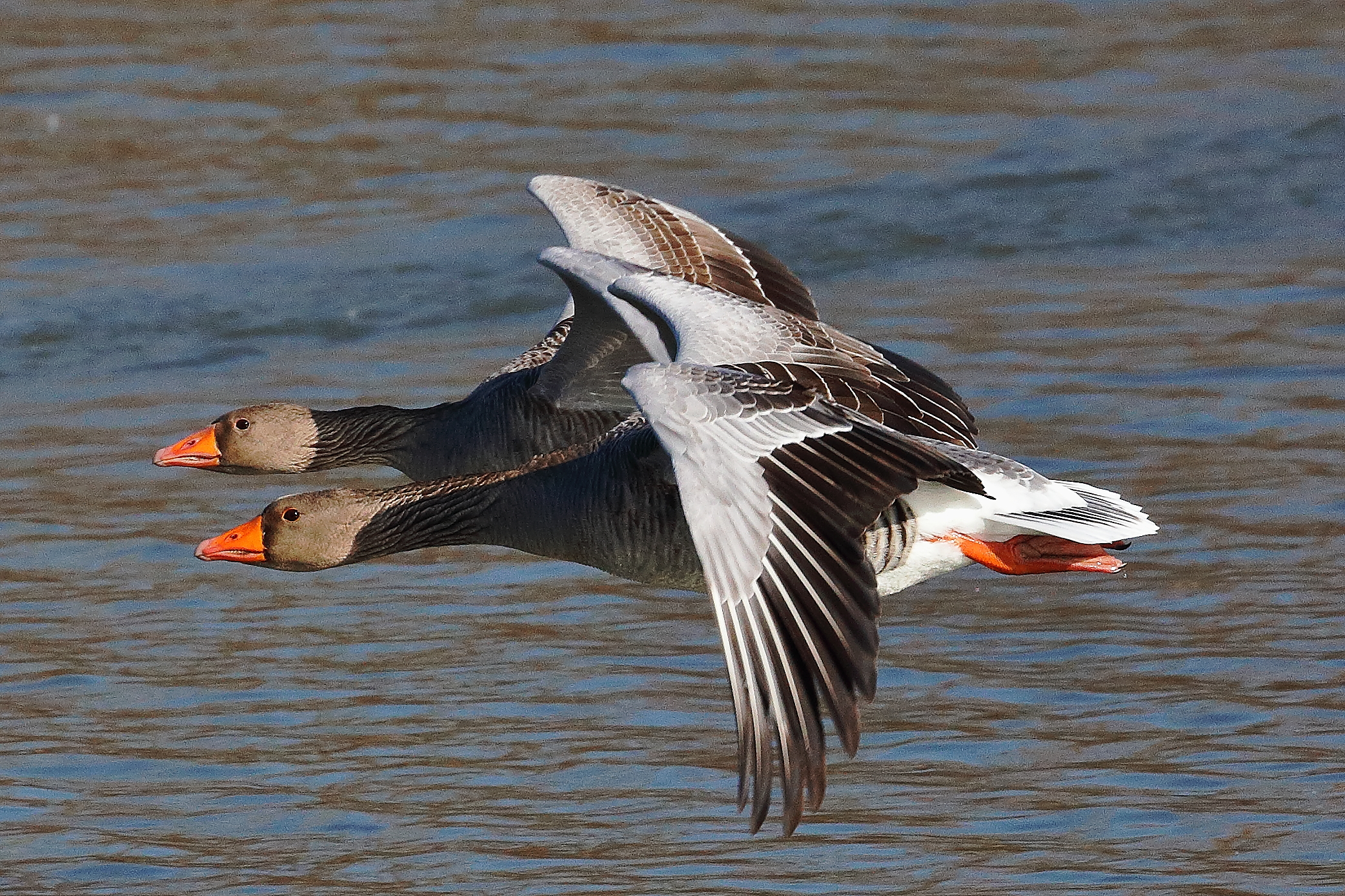 Oche in volo accoppiato