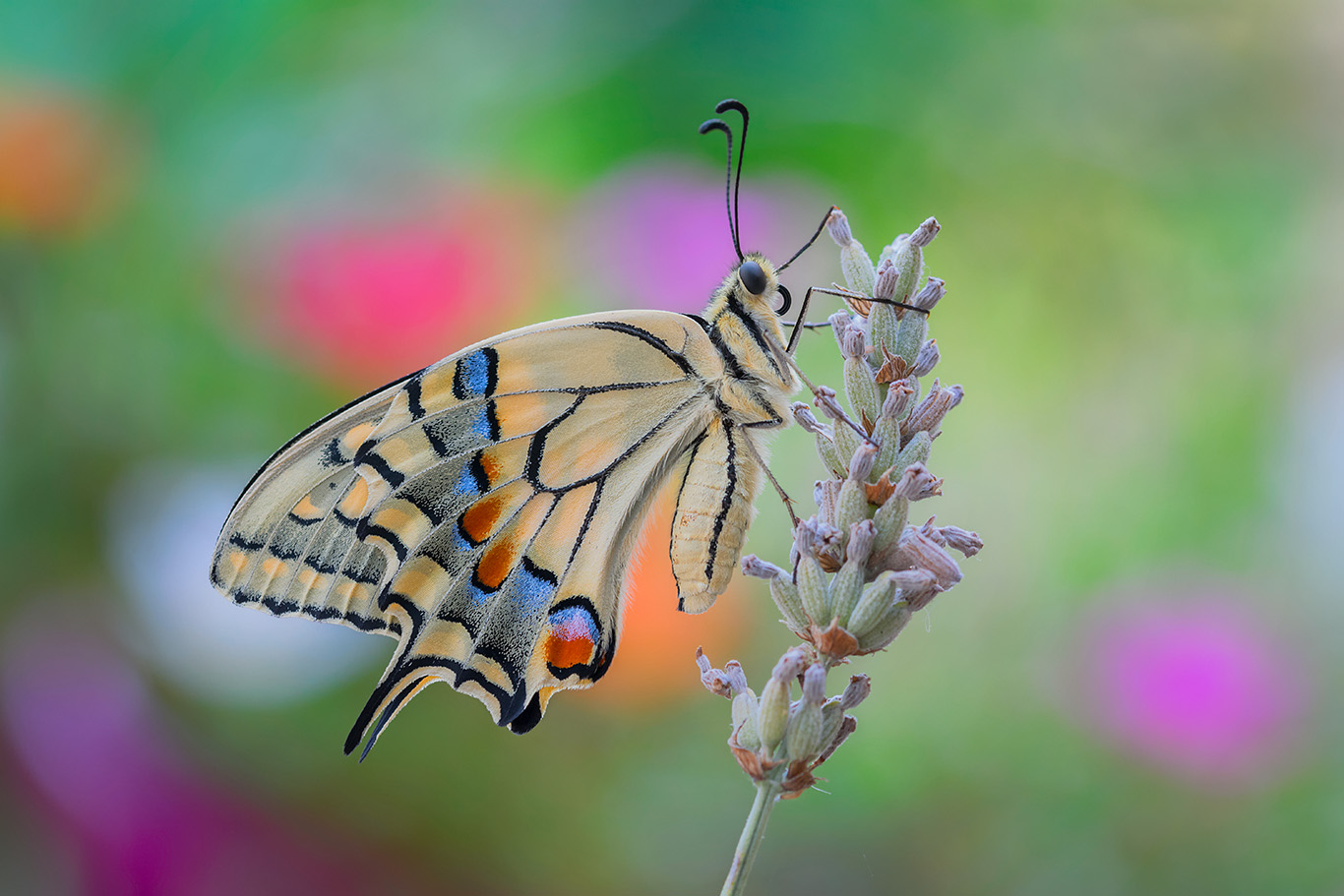 Machaon