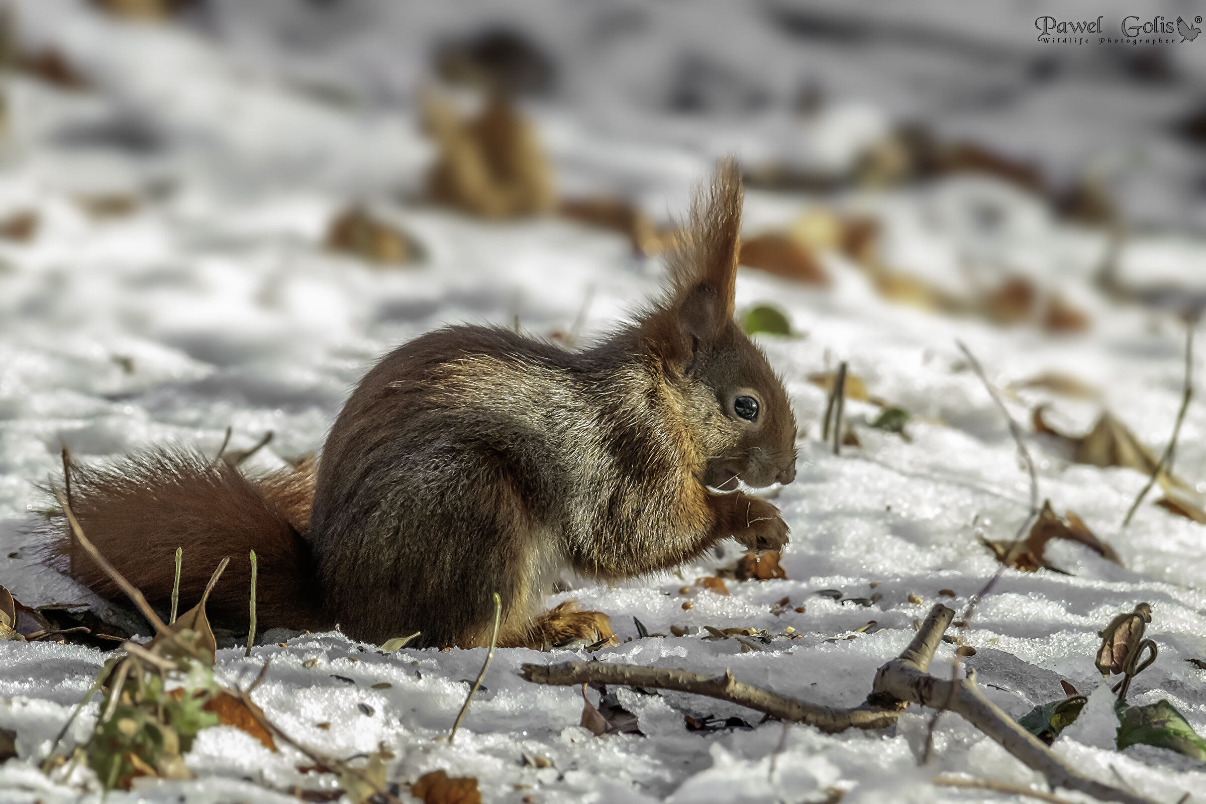 Squirell rosso (Sciurus vulgaris)