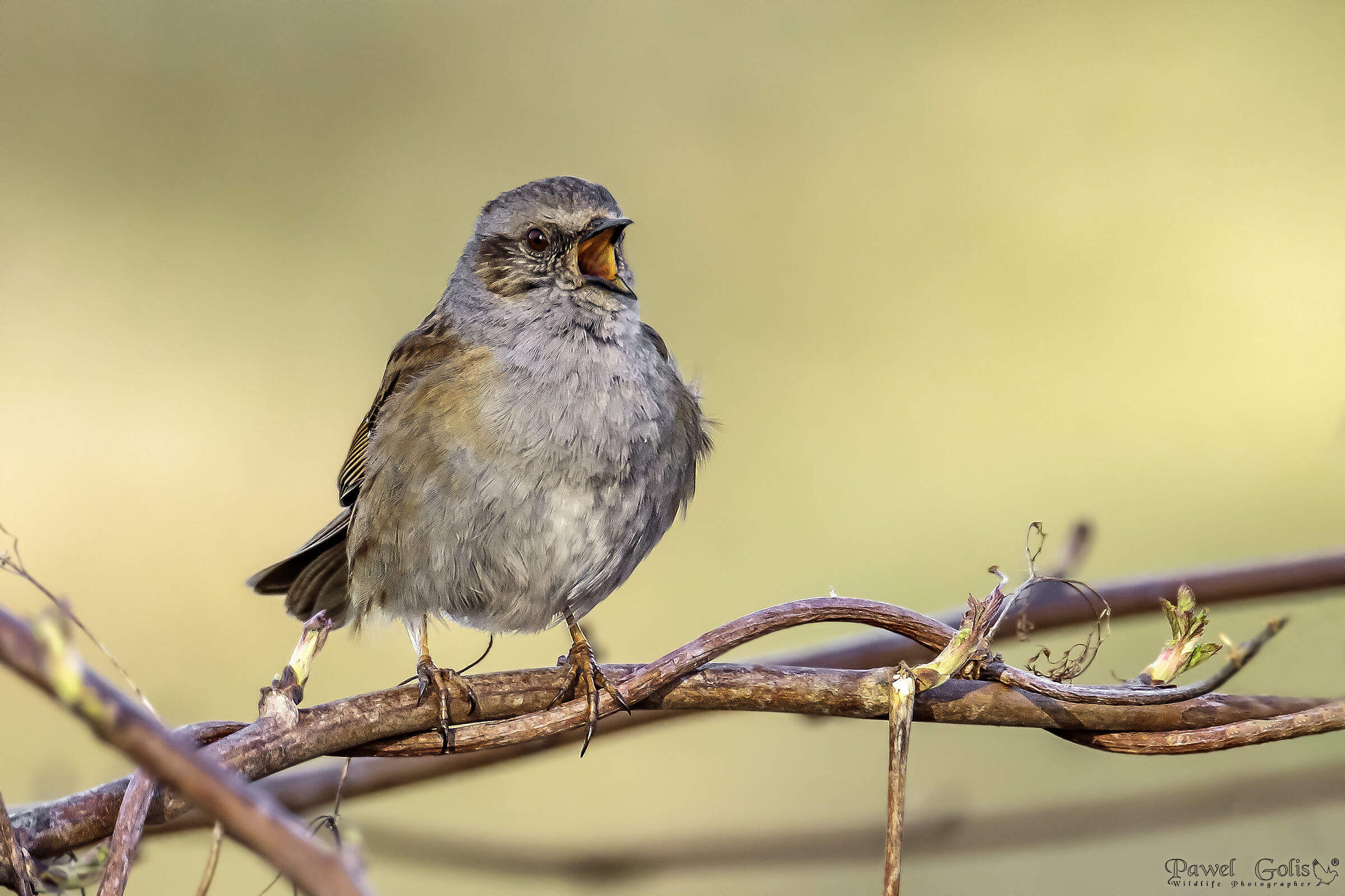Dunnock (Prunella modularis)