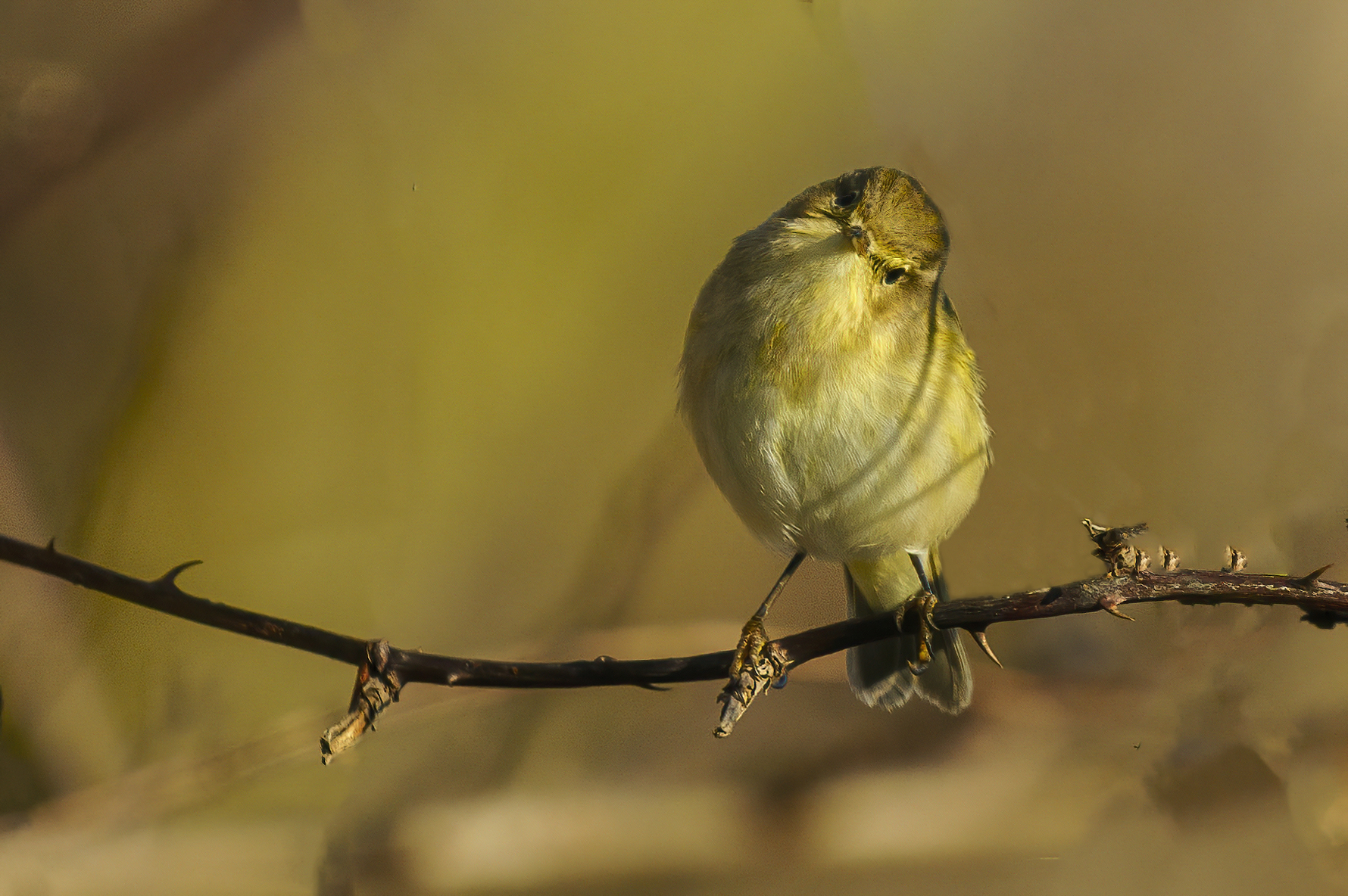 Luì piccolo, mi guardava il piccolino!