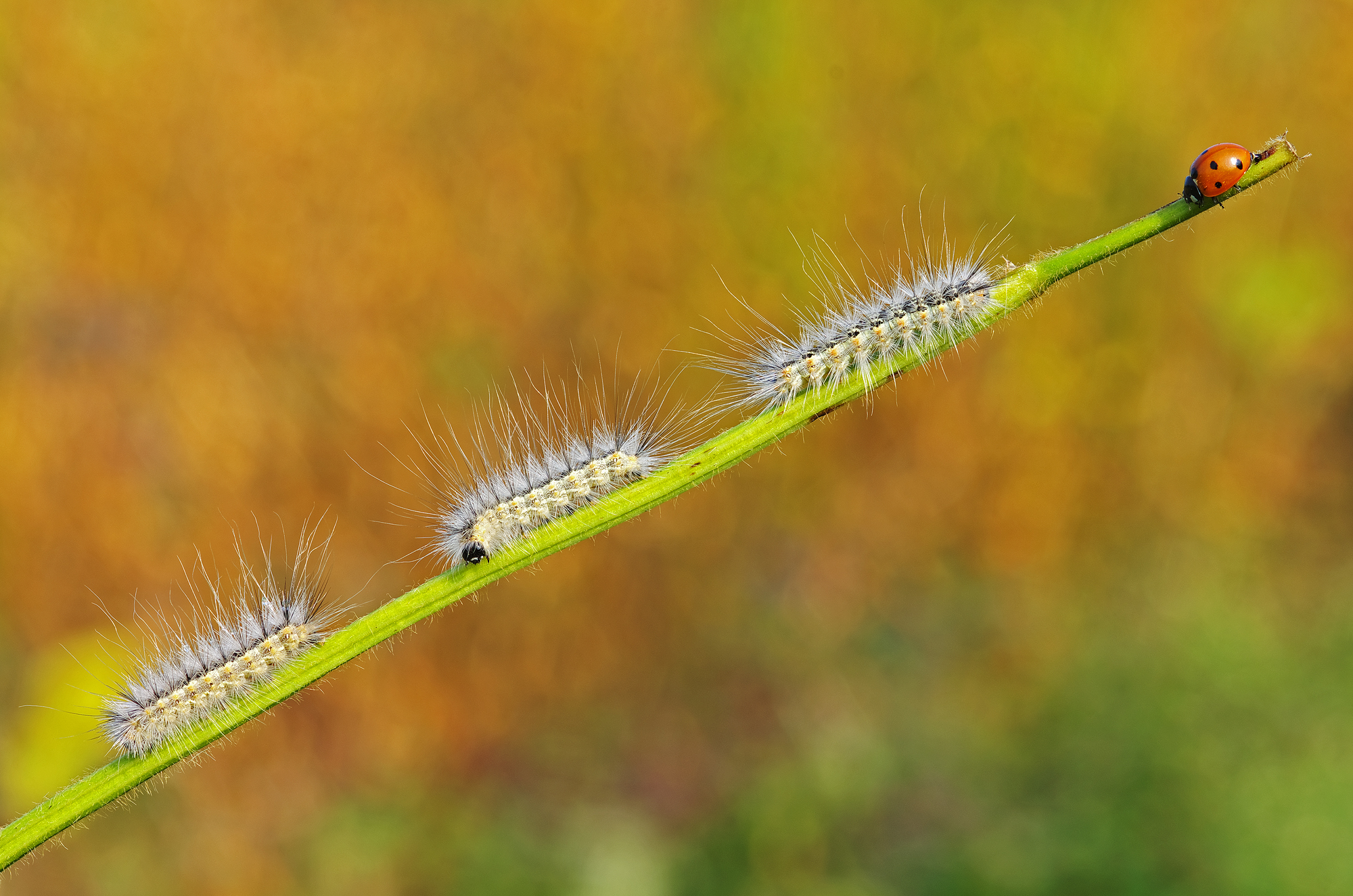 Sfilata autunnale