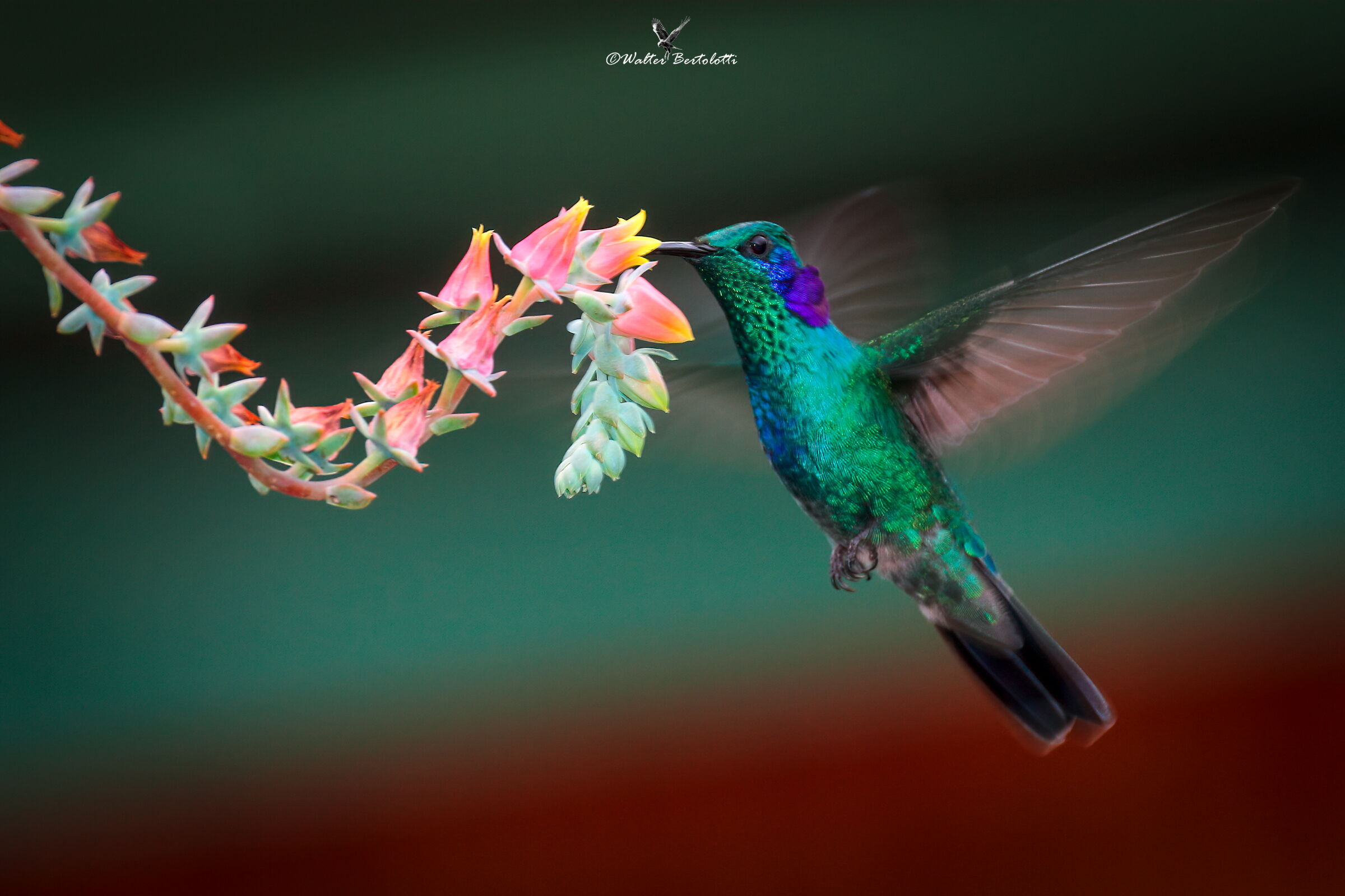 suspended flights