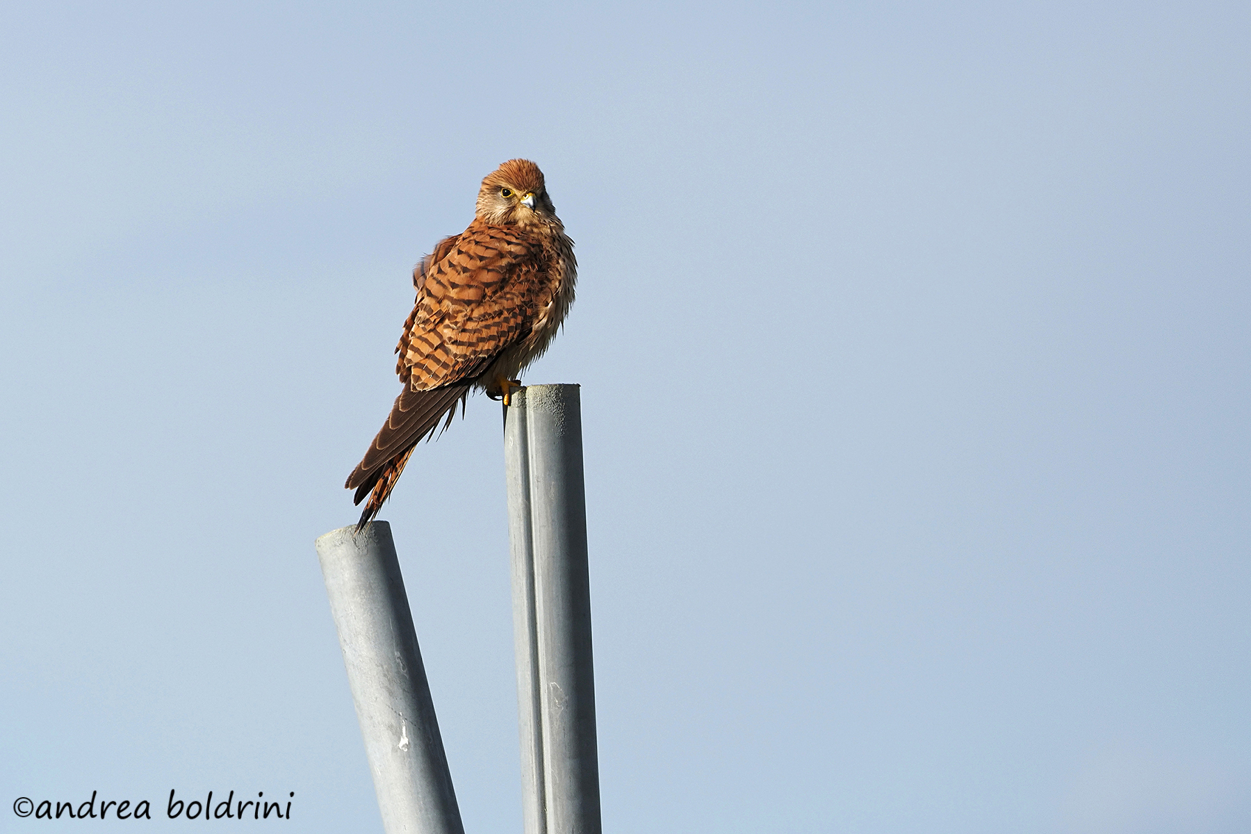 Kestrel