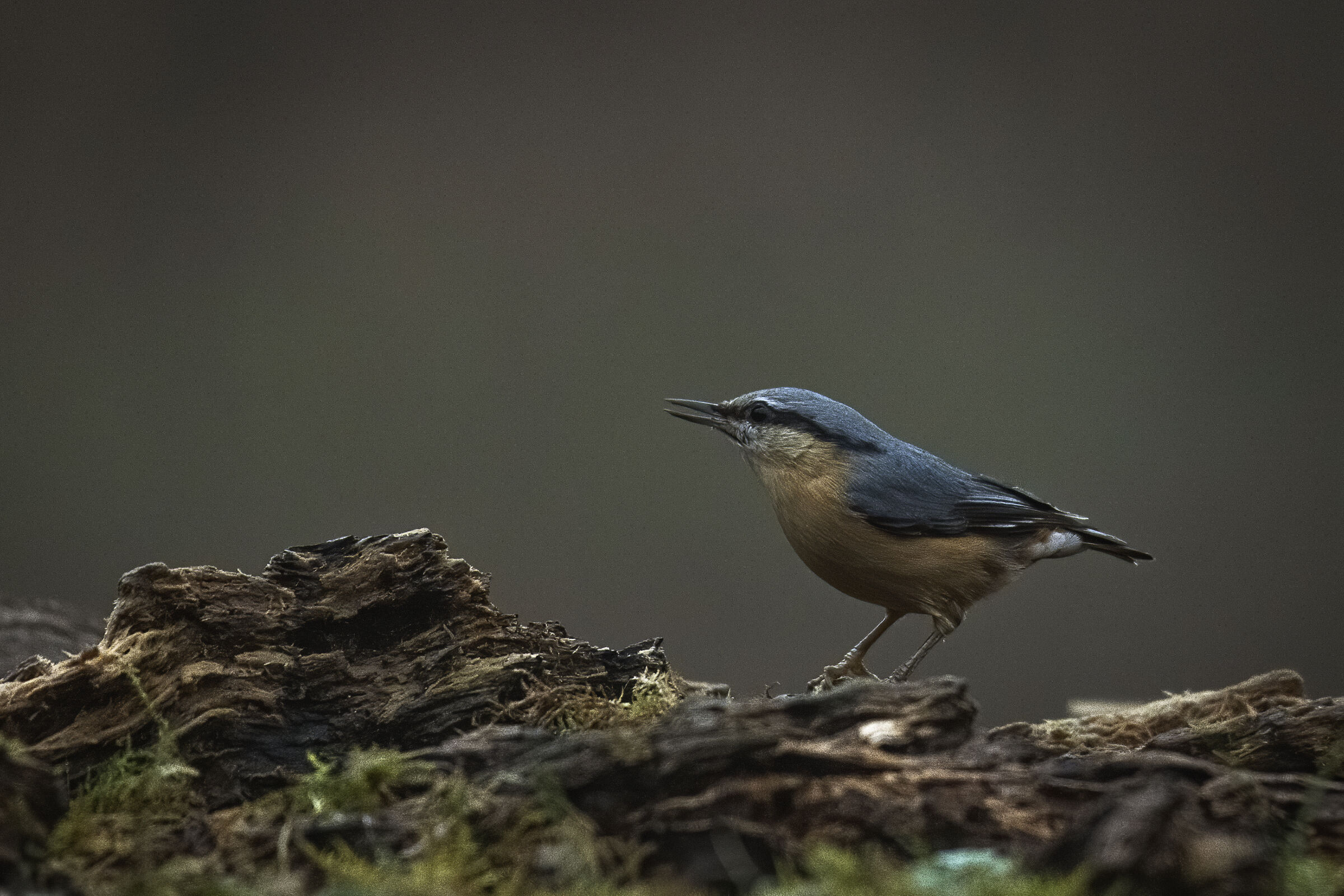 Il picchio...sorpreso