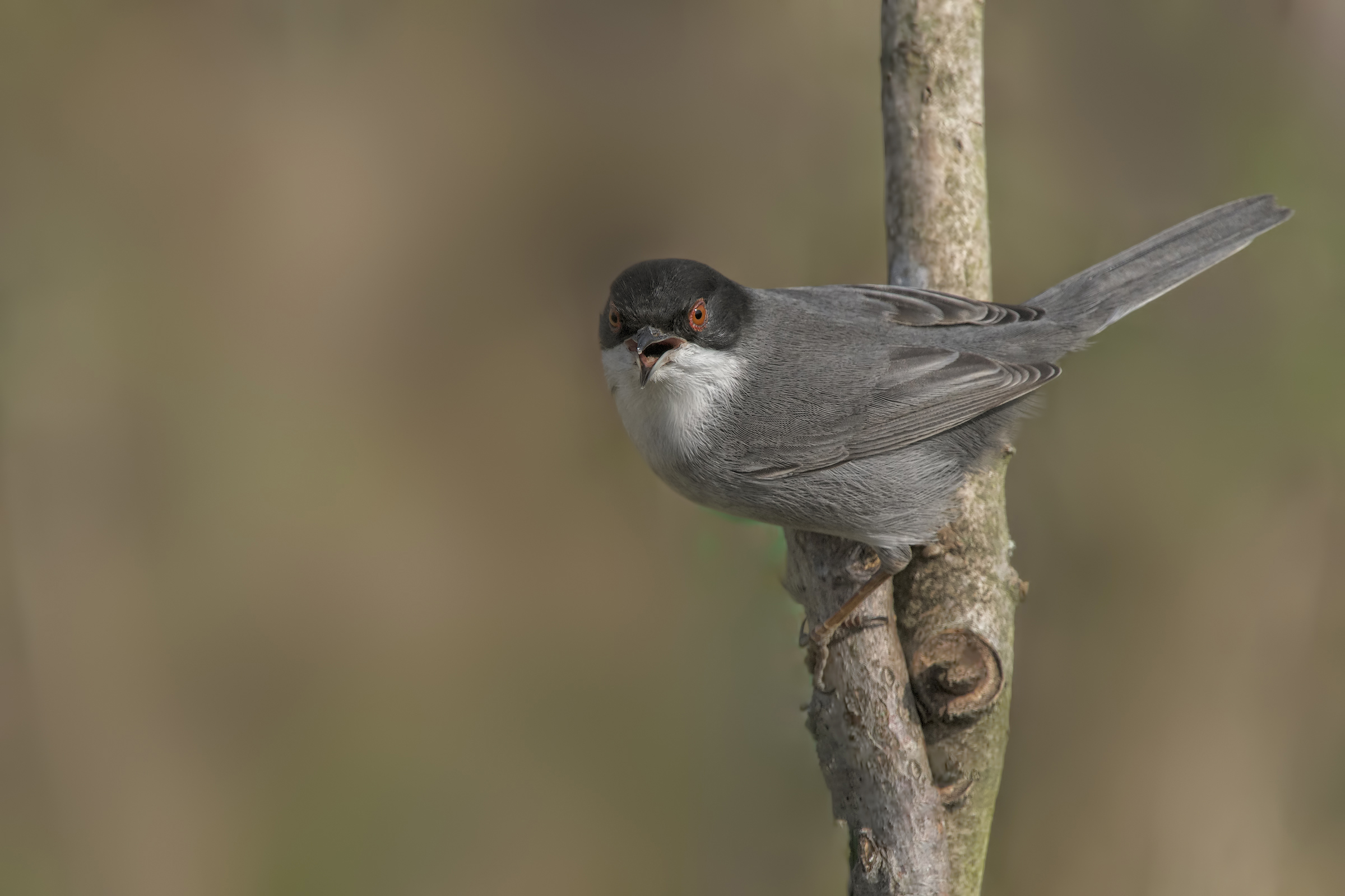 Occhiocotto (Sylvia melanocephala)