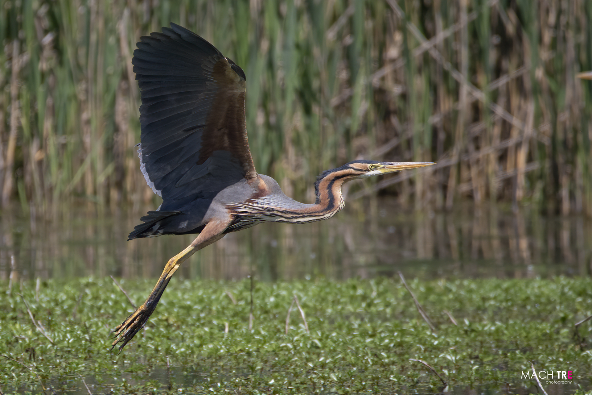 Airone rosso (Ardea purpurea)