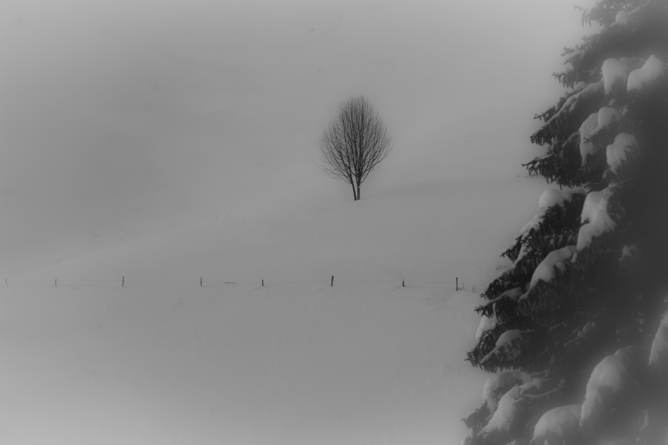 latifoglia nella nebbia