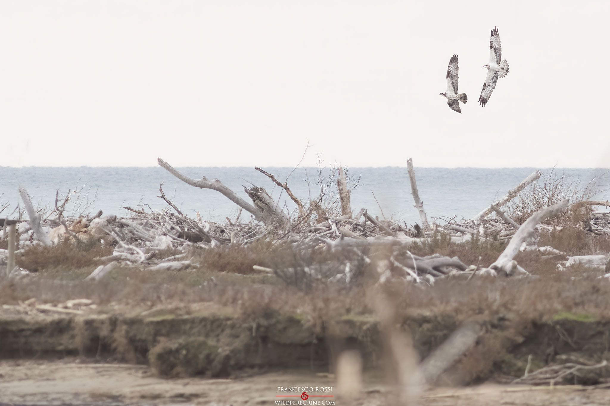 Pair of Ospreys in Maremma Park
