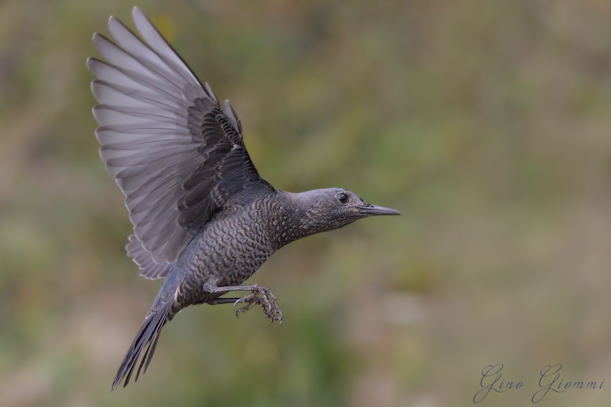 Passero solitario (alti iso)