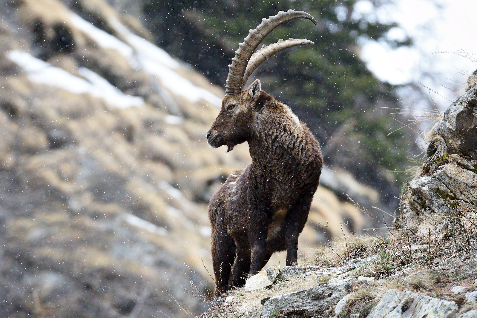 Stambecco sotto una leggera nevicata