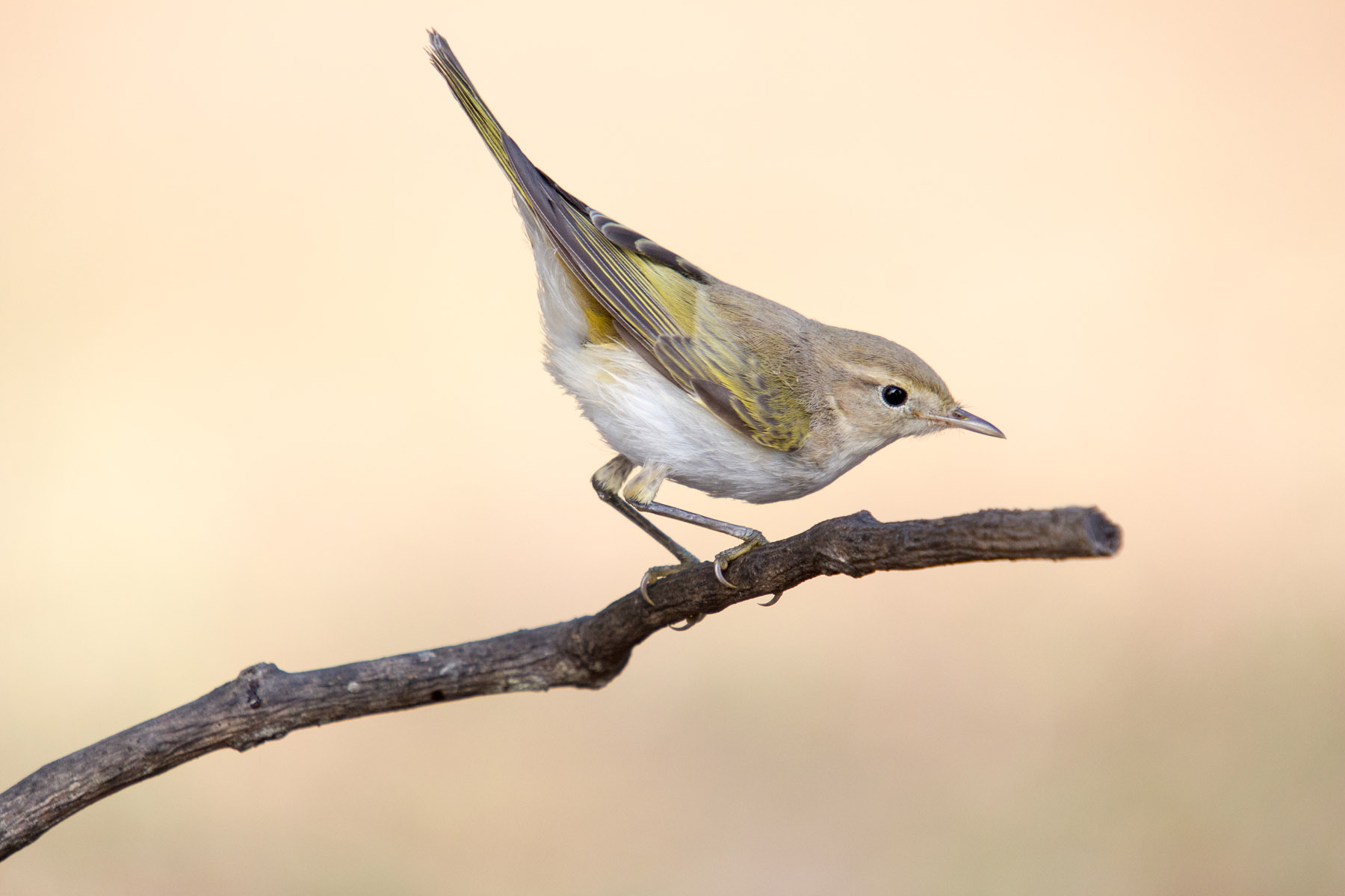 Warbler bonelli occidentali