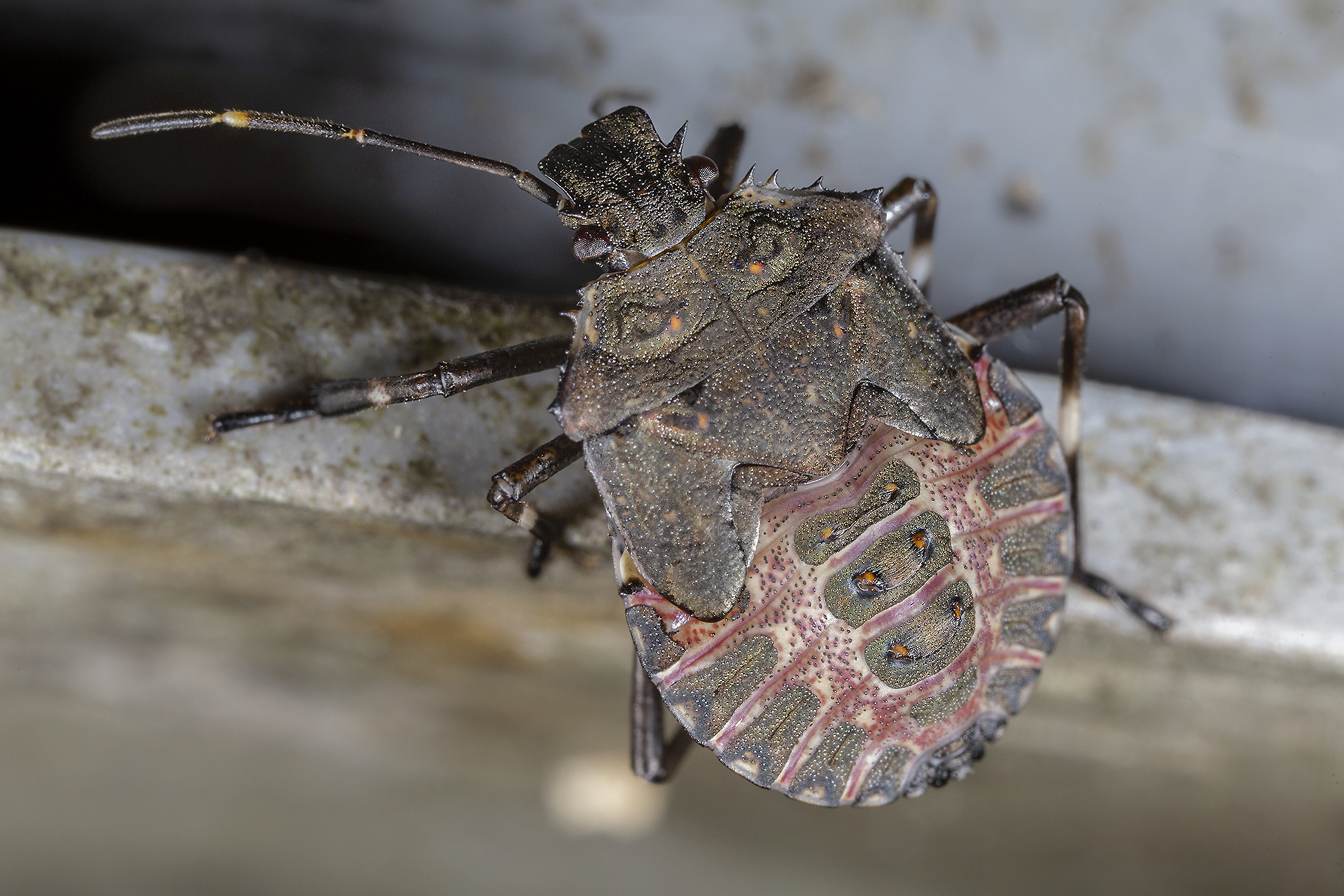 Halyomorpha