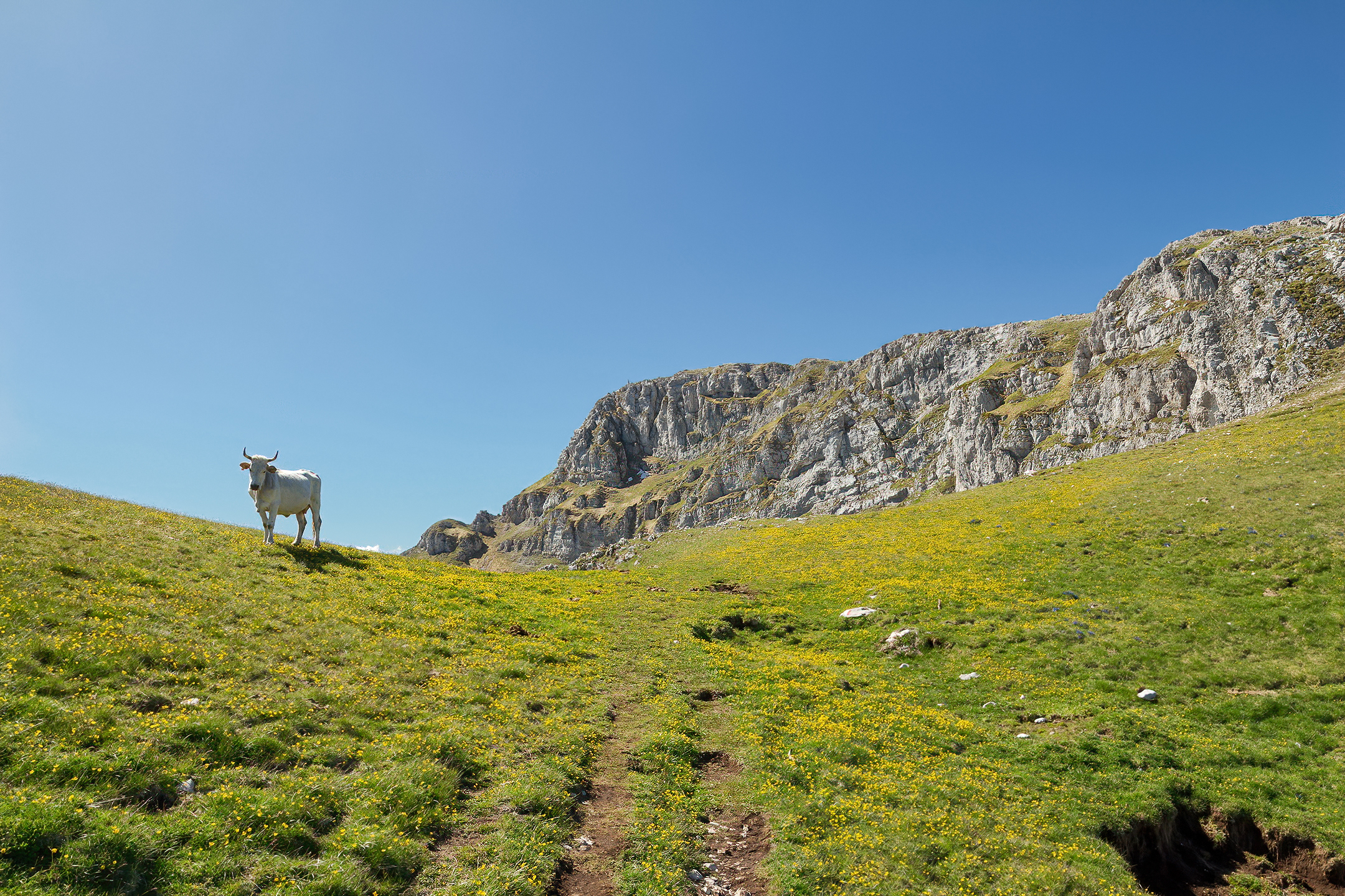 Atom Heart Mother