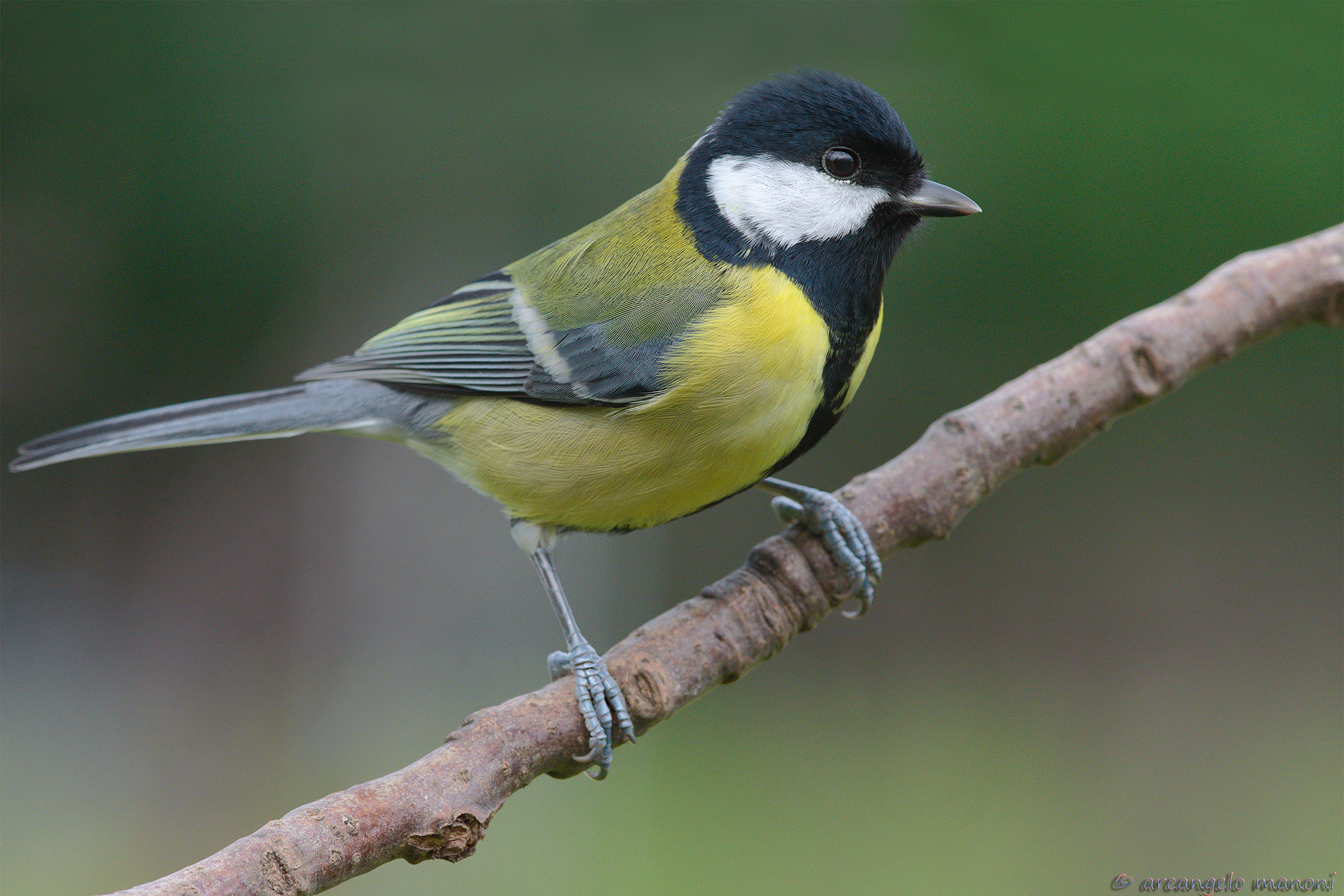 A cinciallegra posing