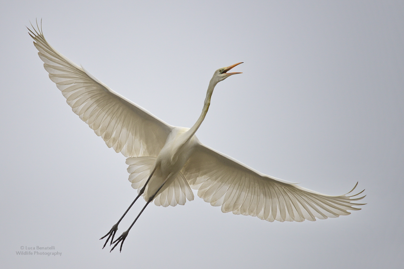 Airone bianco maggiore